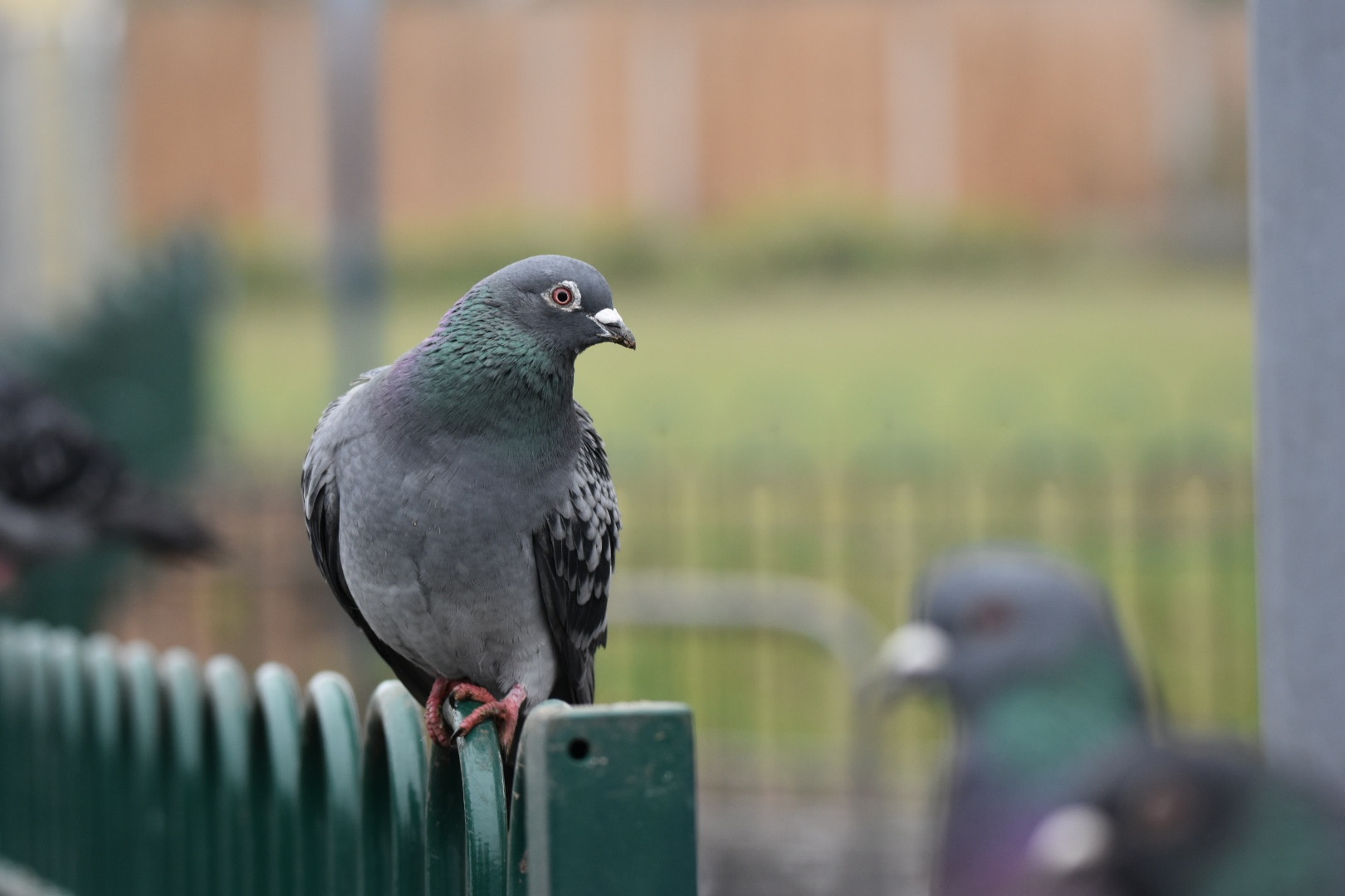 Nikon D5500 + Sigma 150-600mm F5-6.3 DG OS HSM | C sample photo. Feral pigeon photography