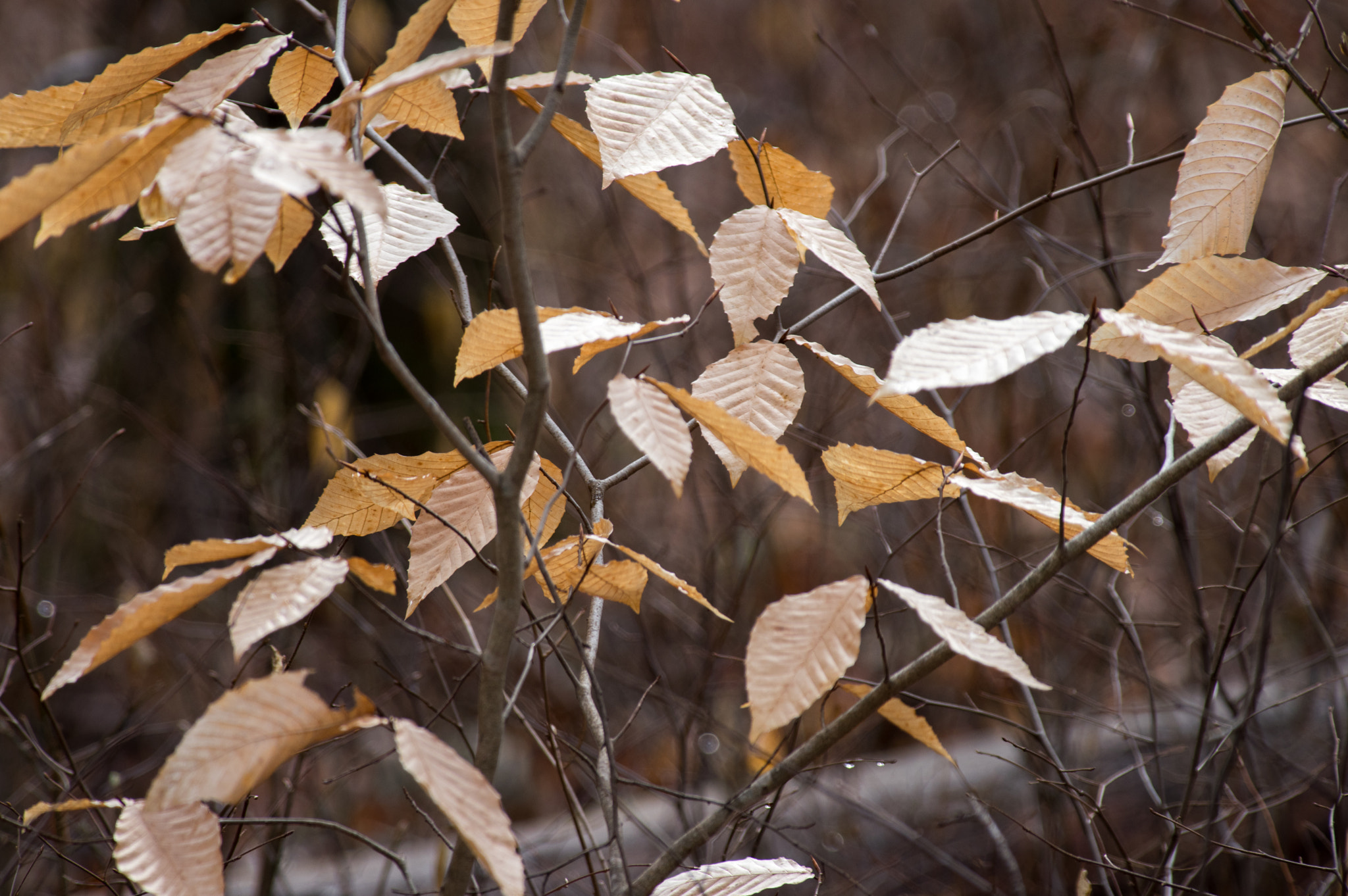 Pentax K-3 + Pentax smc DA* 300mm F4.0 ED (IF) SDM sample photo. Beech leaf dance photography