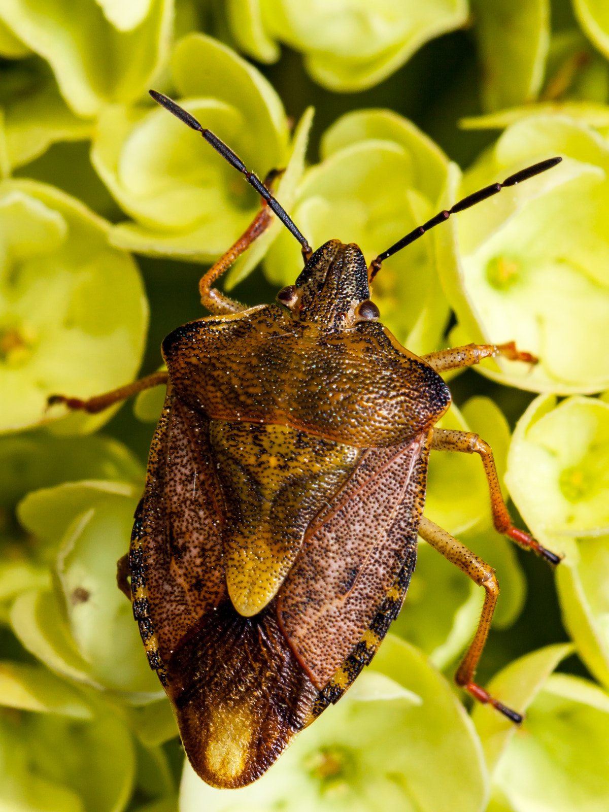 Canon EF 100mm F2.8L Macro IS USM sample photo. Parent bug photography