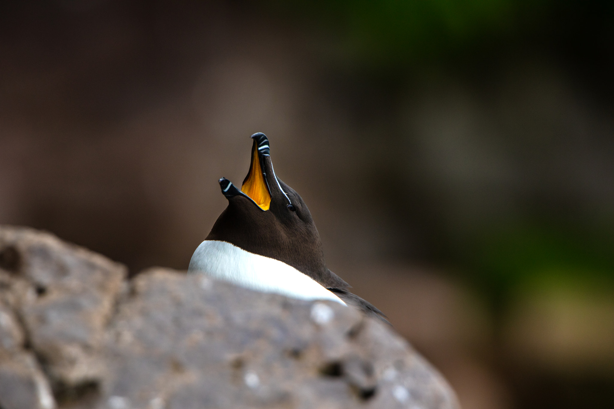 Canon EF 300mm F2.8L IS II USM sample photo. Tordalk photography