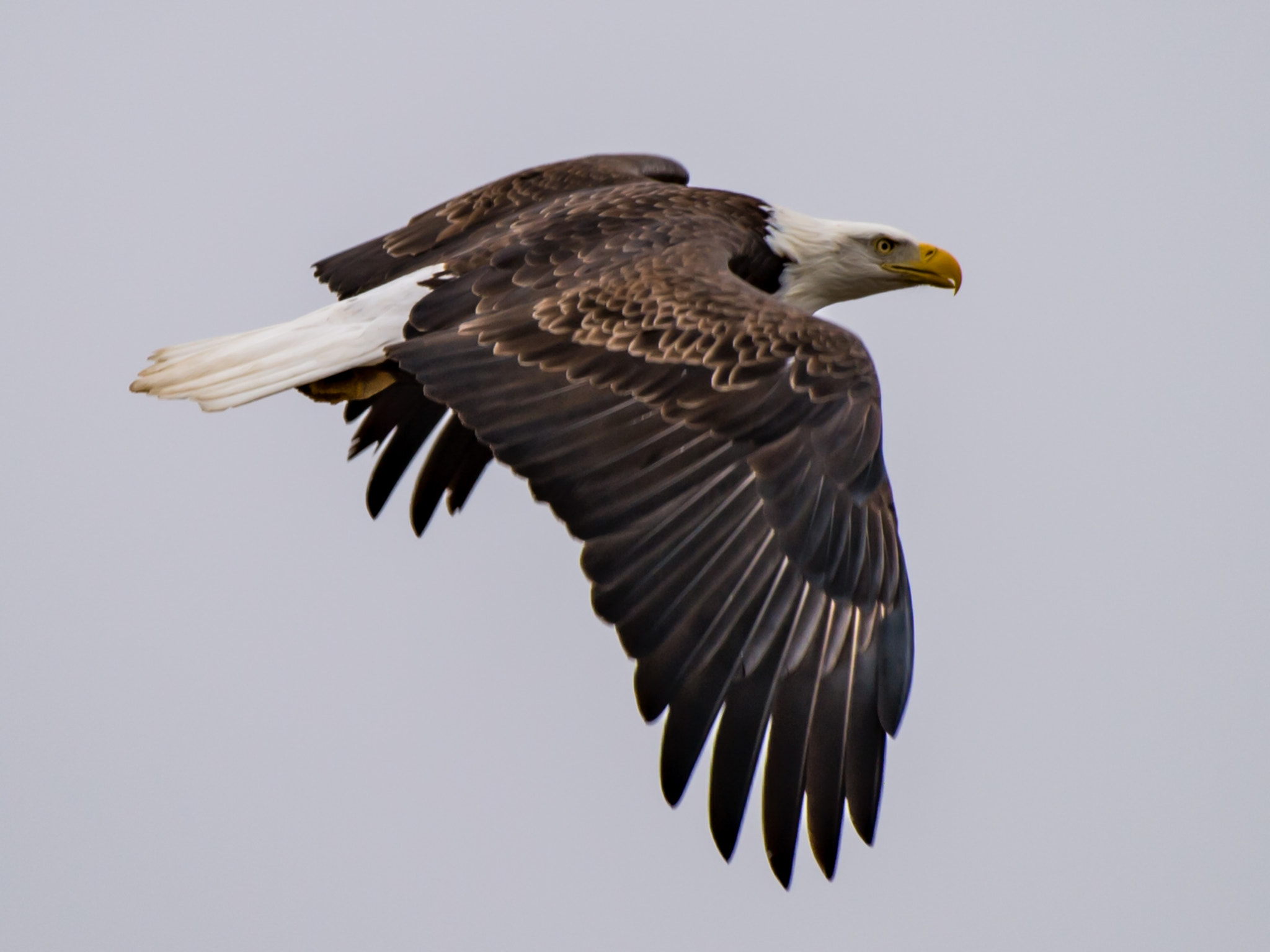Nikon AF-S Nikkor 200-500mm F5.6E ED VR sample photo. Bald eagle photography