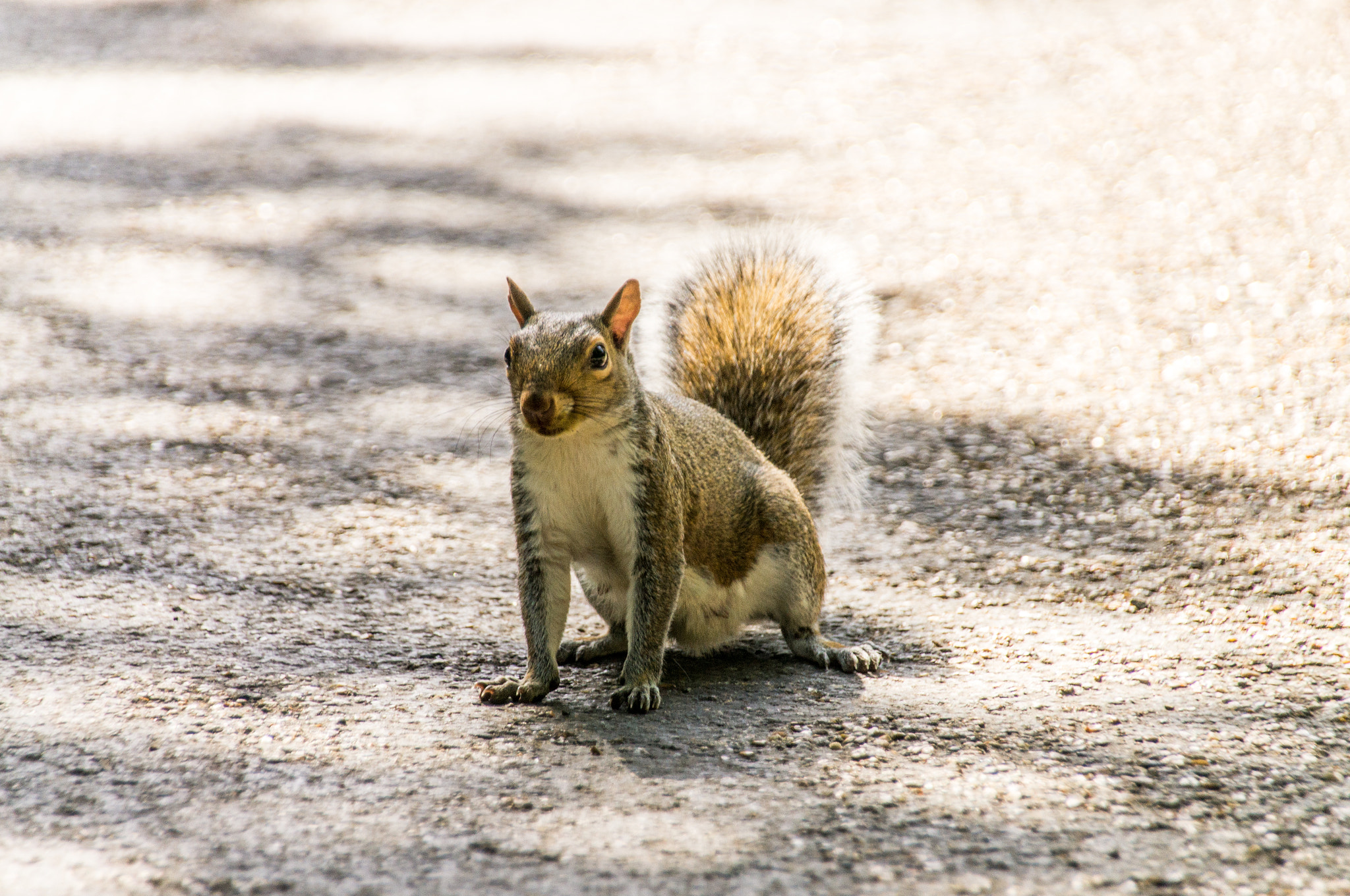 Sigma 18-250mm F3.5-6.3 DC OS HSM sample photo. Nuts pls photography