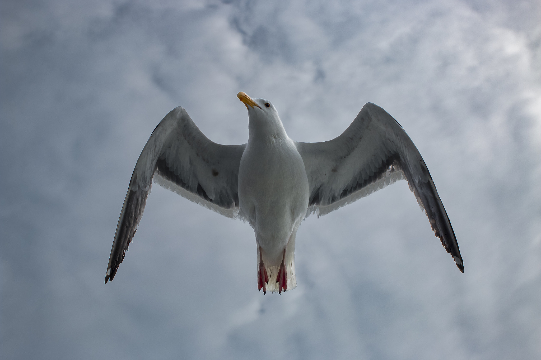 Canon EOS 70D + Canon EF 40mm F2.8 STM sample photo. Morning flight  photography