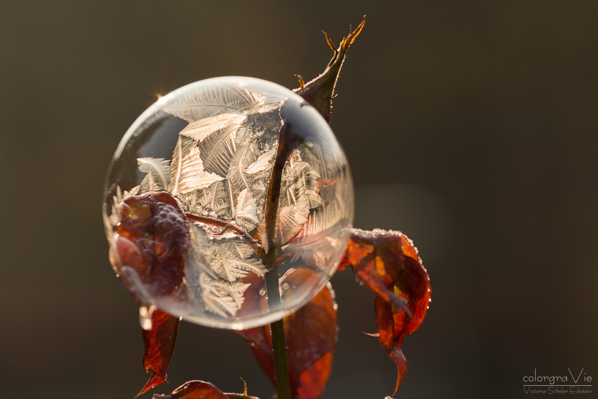 Sigma 105mm F2.8 EX DG OS HSM sample photo. Winter kisses summer photography