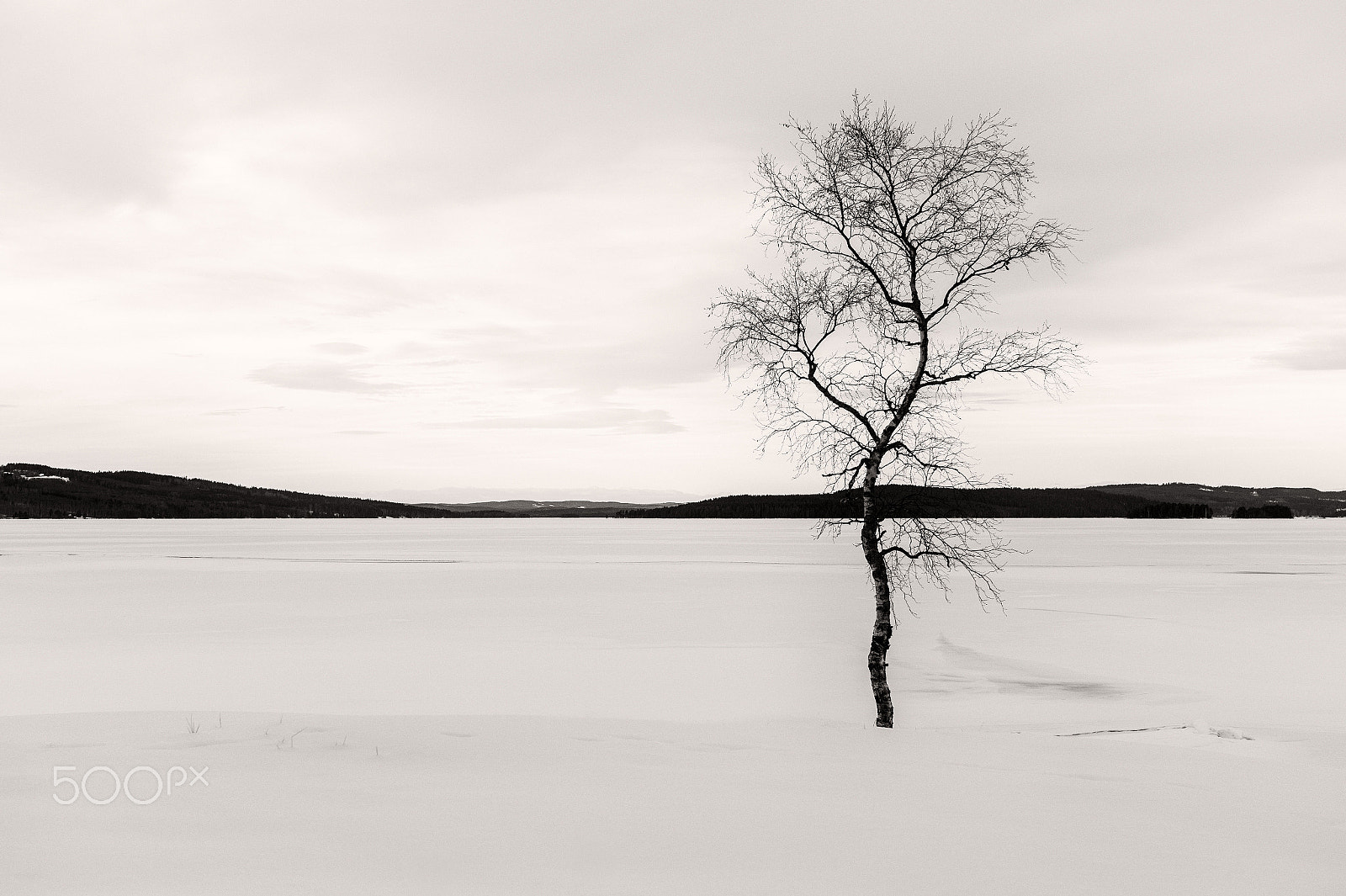 Sigma 30mm F2.8 EX DN sample photo. Bending birch photography