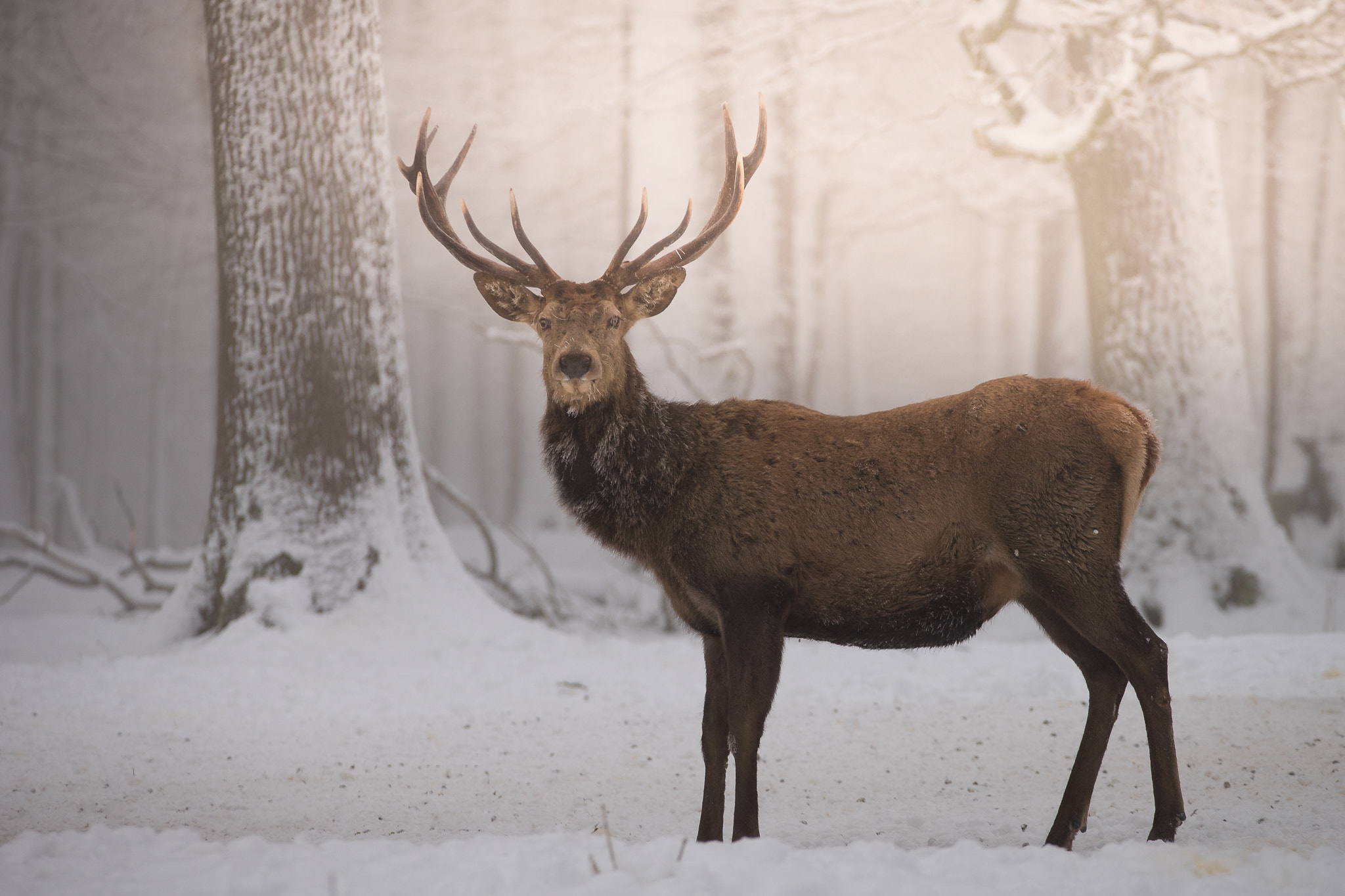 150-600mm F5-6.2 OSS sample photo. ***winter*** photography
