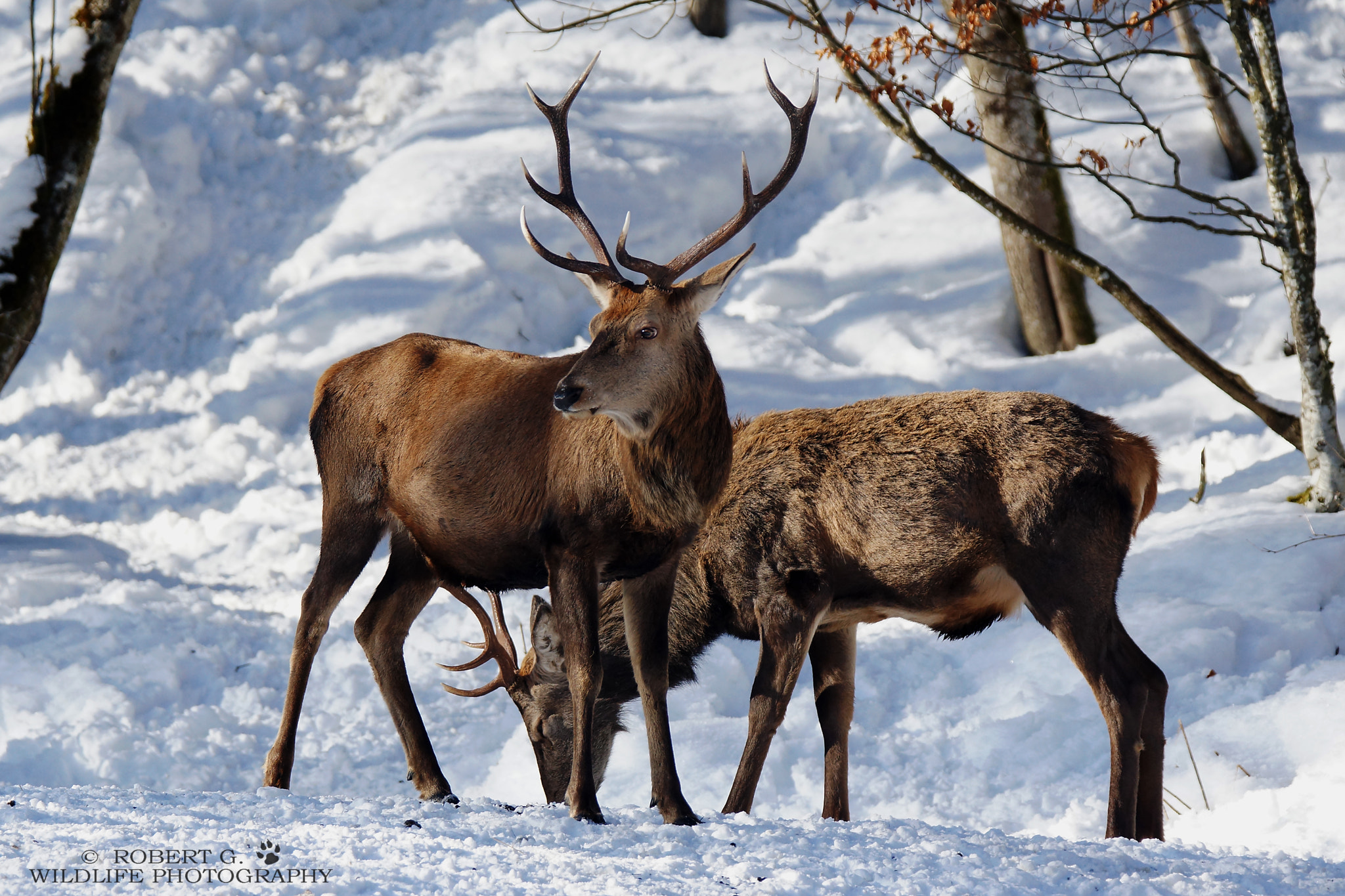 Sony SLT-A77 sample photo. Deer feeding   ramsau/germany photography