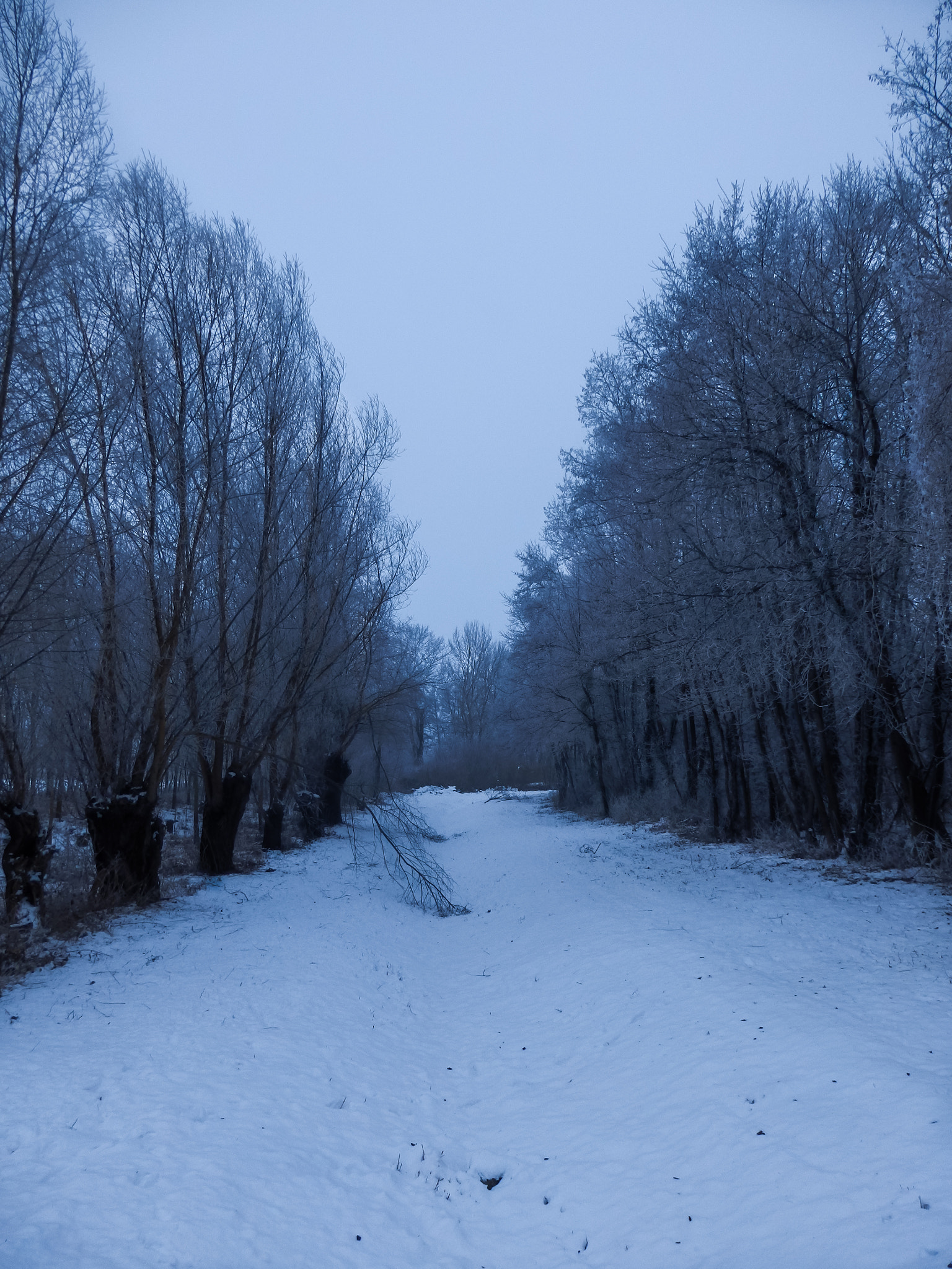 Olympus SZ-31MR sample photo. Frozen treeline. photography