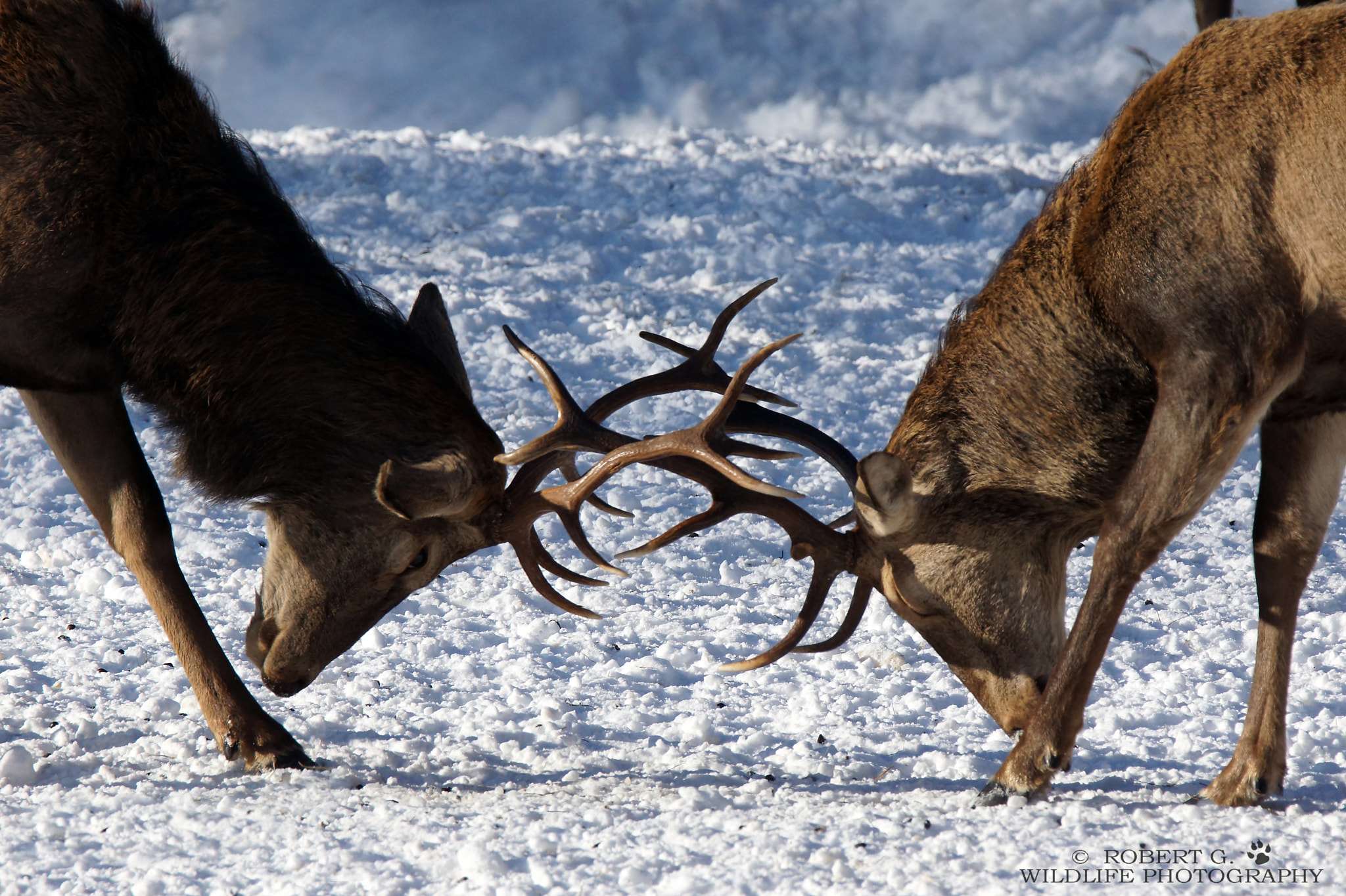 Sony SLT-A77 + Tamron SP 150-600mm F5-6.3 Di VC USD sample photo. Deer feeding 2    bavaria/ramsau photography