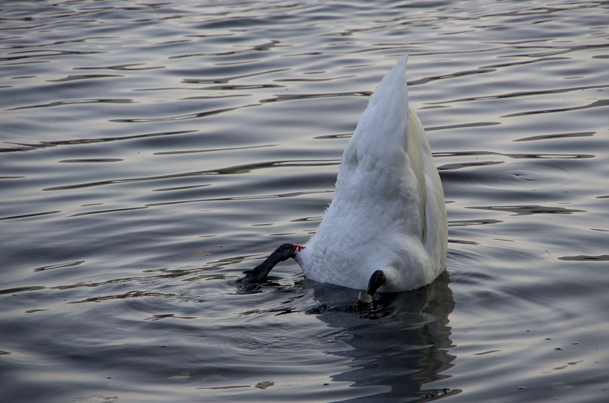 Pentax K-5 sample photo. A different point of view photography