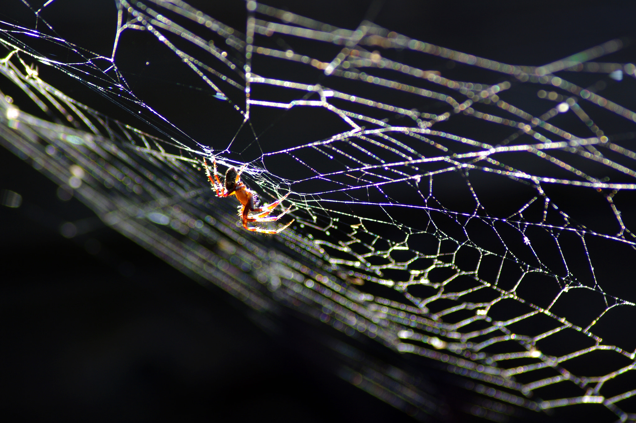 Pentax K20D + Sigma sample photo. Spider photography