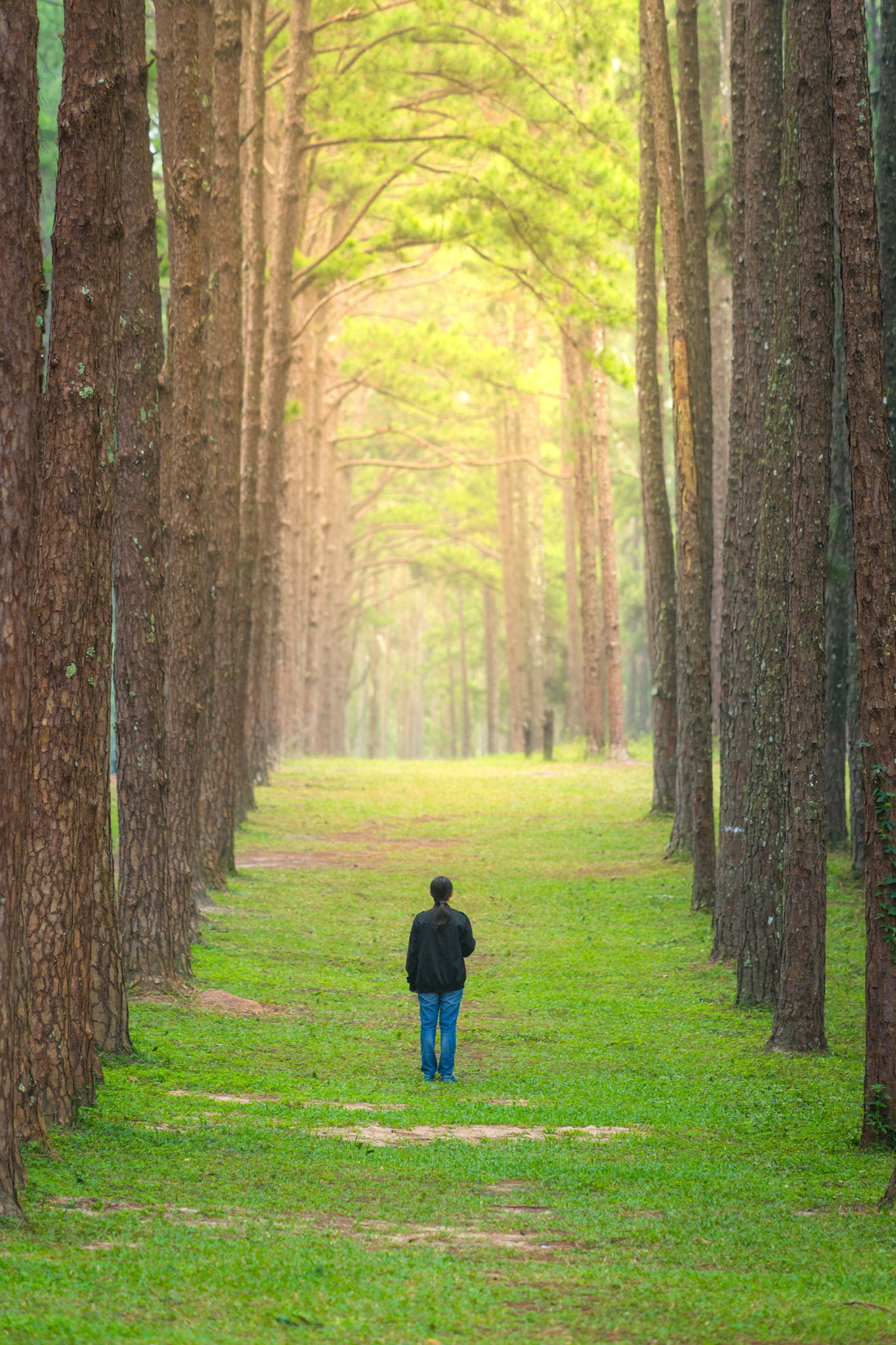 Sony a99 II sample photo. Woman walking in a pine tree alley alone photography