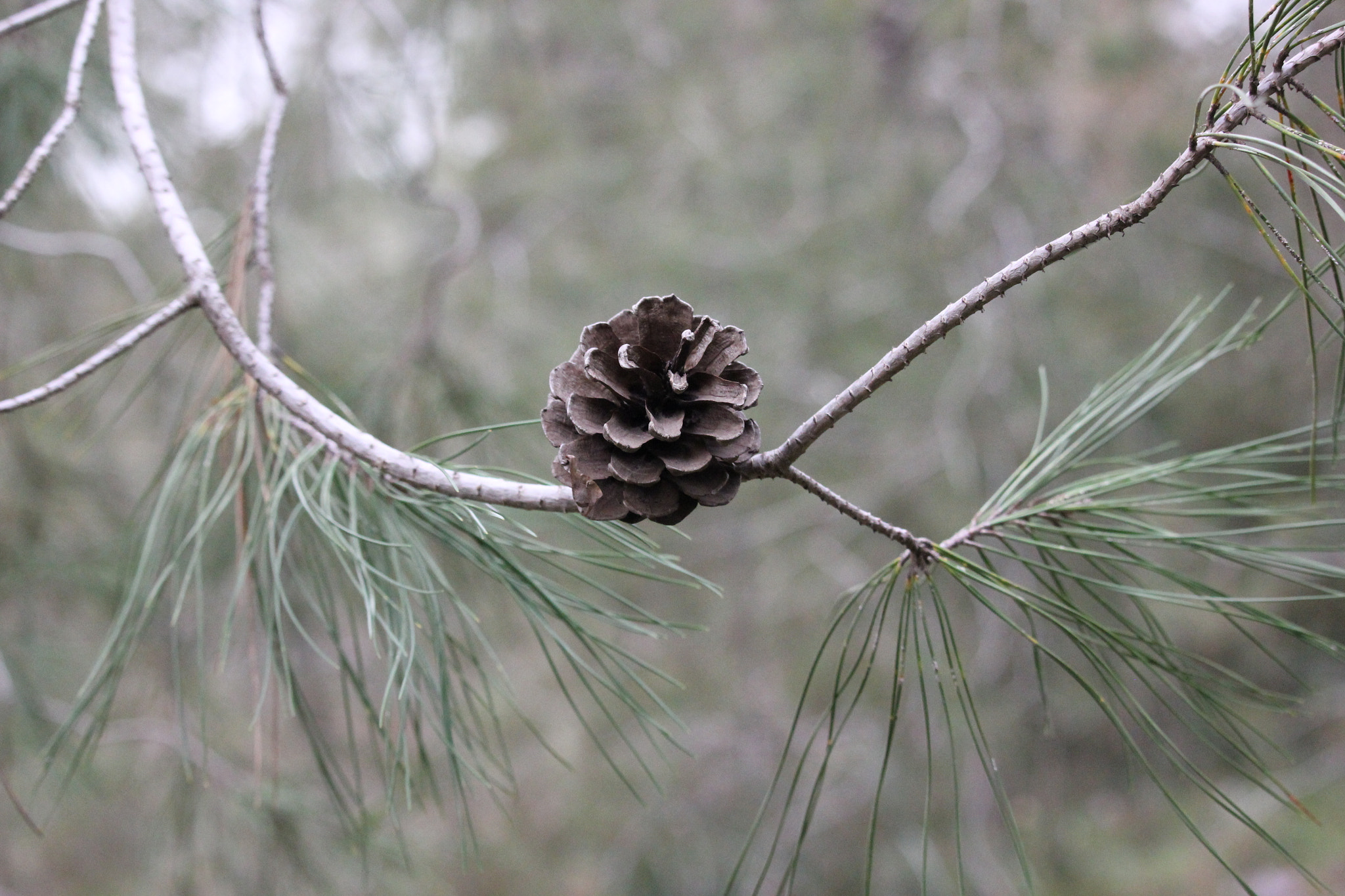 Canon EF-S 55-250mm F4-5.6 IS STM sample photo. Lonely in a forest photography