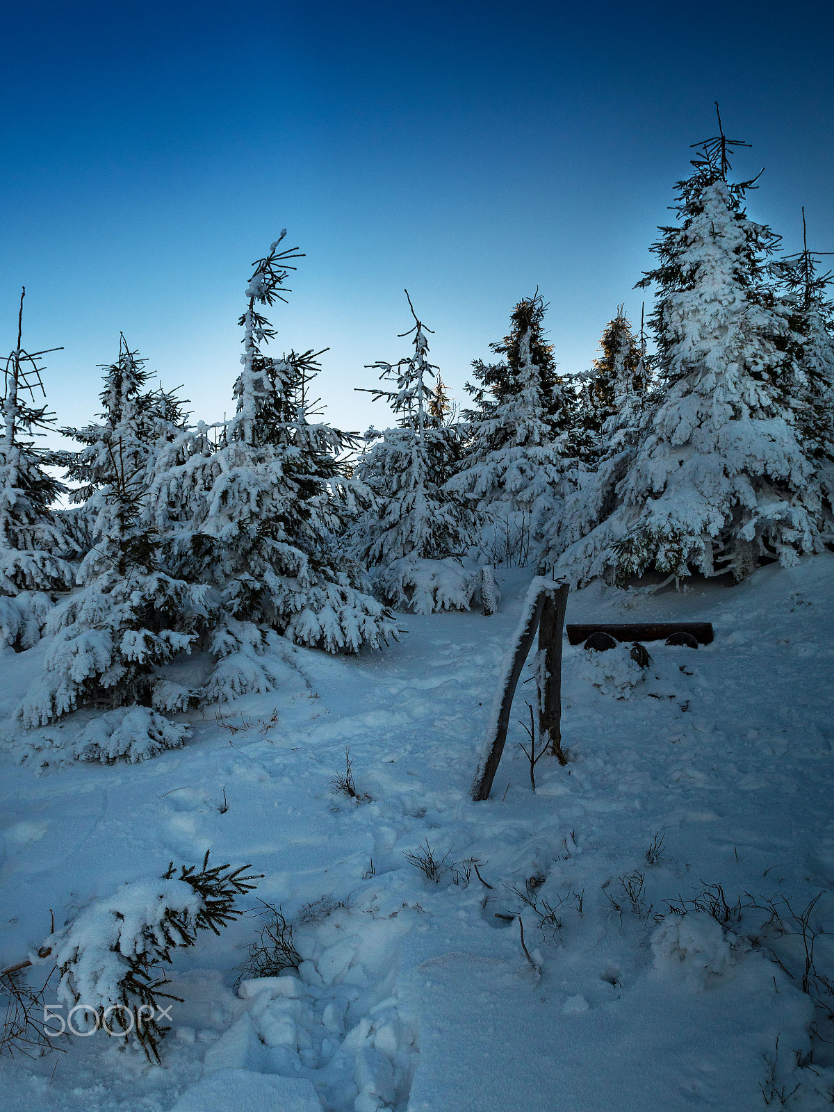 Nikon D5500 sample photo. Winter trees photography