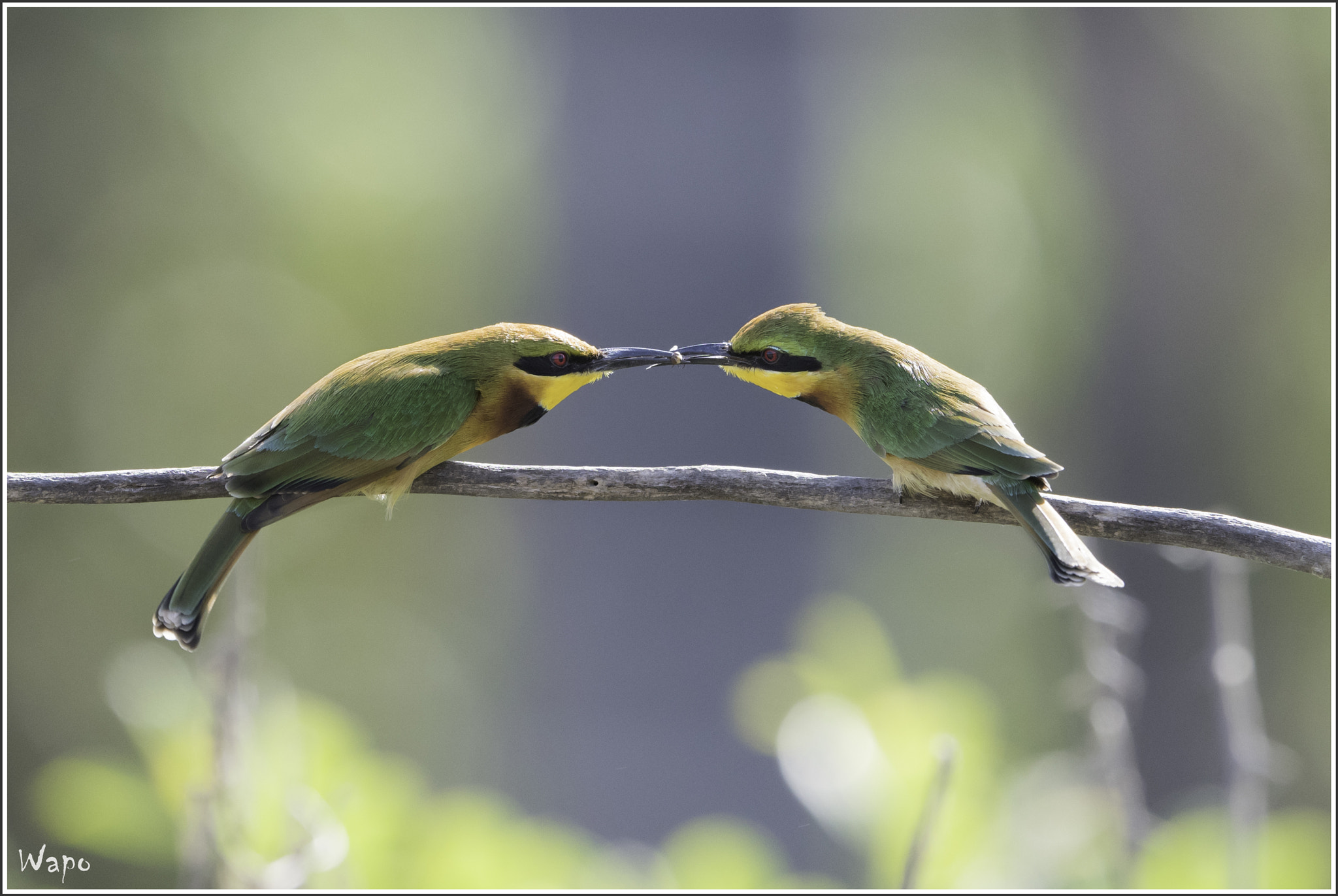 Nikon AF-S Nikkor 500mm F4E FL ED VR sample photo. Little bee-eaters photography