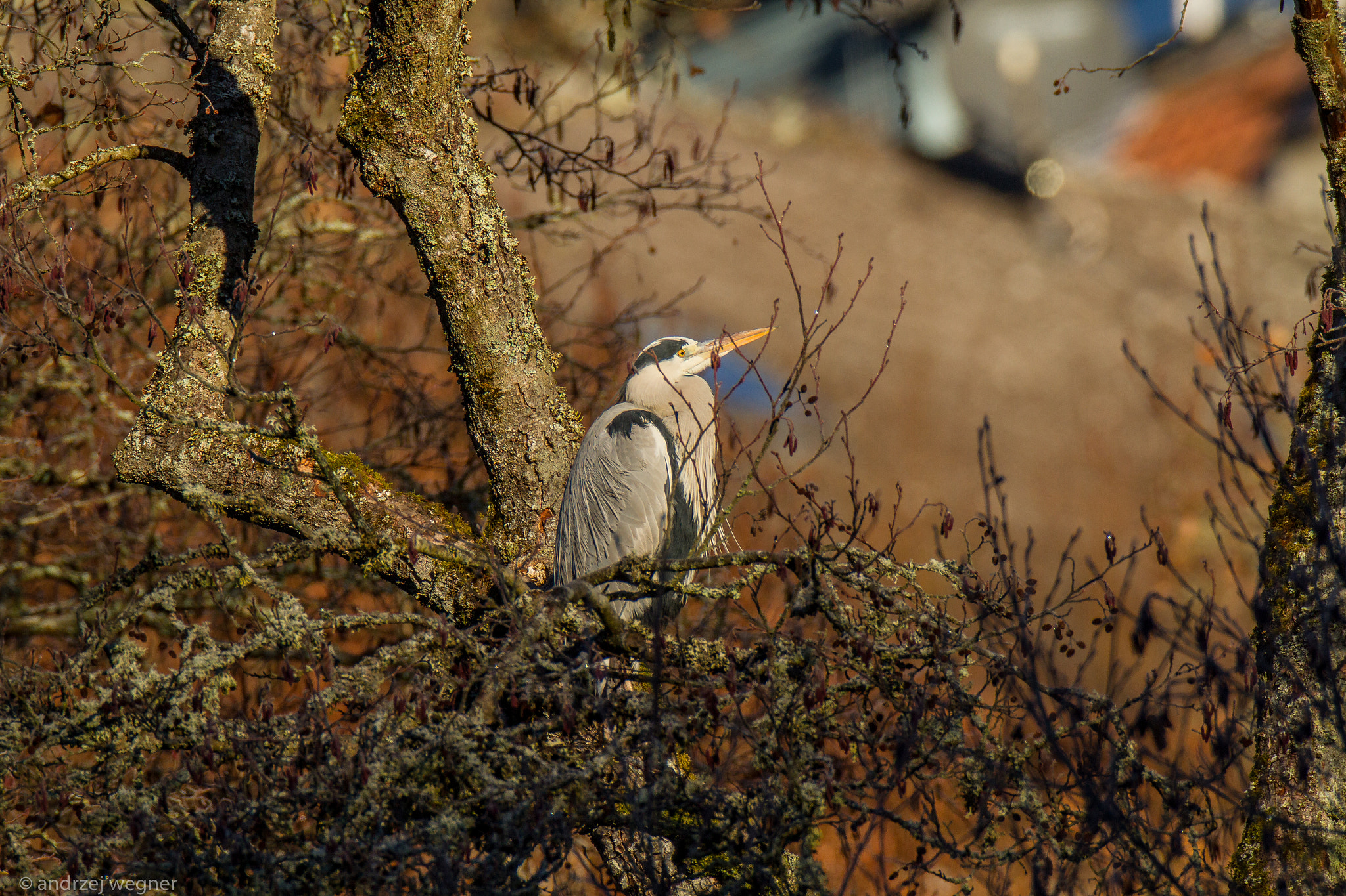 Canon EF 600mm F4L IS USM sample photo. Vogel photography