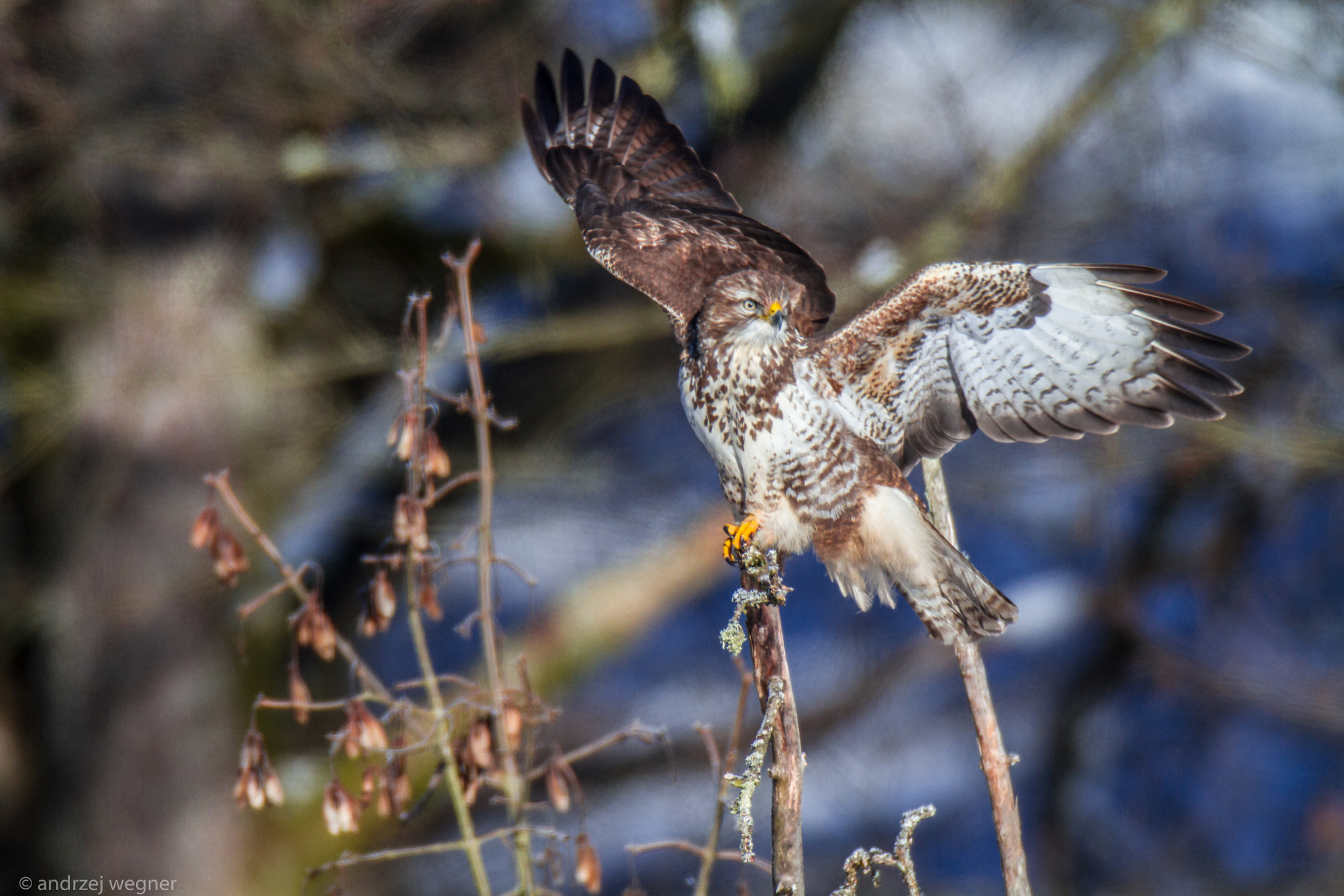 Canon EOS 7D + Canon EF 600mm F4L IS USM sample photo. Vogel photography