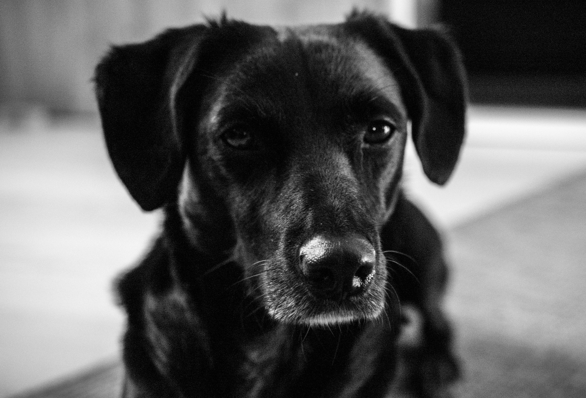Nikon D50 sample photo. Findus photography