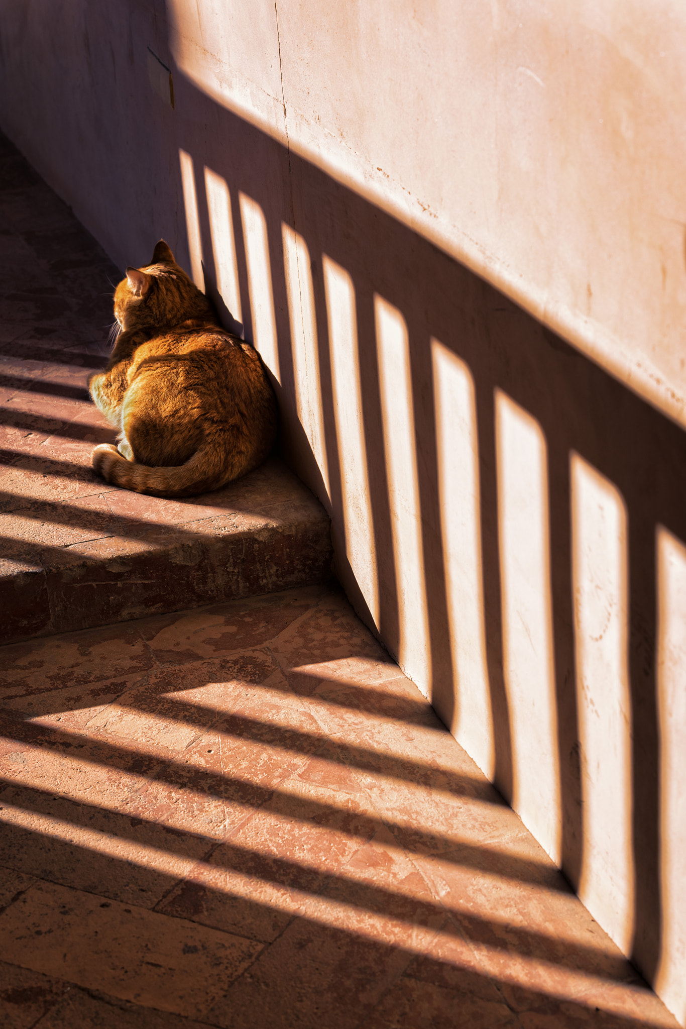 Nikon D810 sample photo. The cat photography