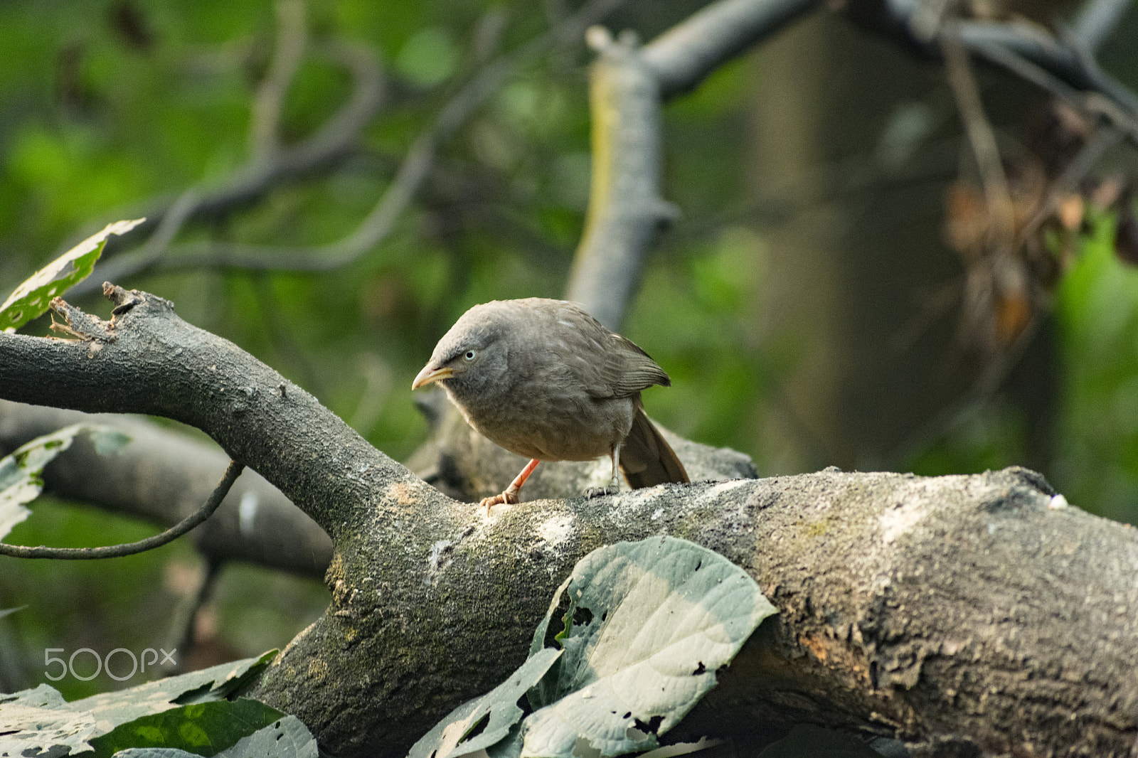 Nikon AF-S Nikkor 70-200mm F2.8G ED VR II sample photo. Jungle babbler looking for food photography
