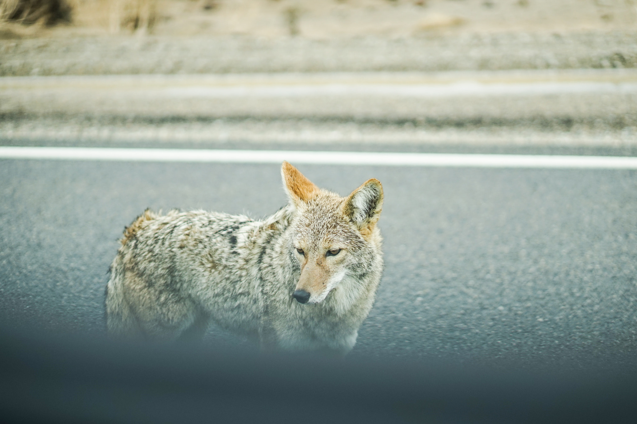 Sony a7 + E 50mm F1.8 OSS sample photo. Dsc photography