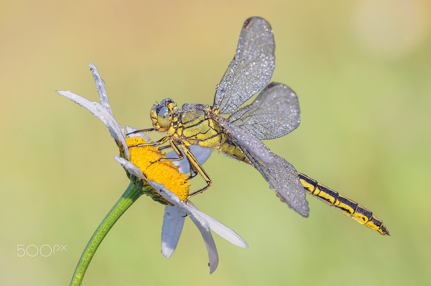 Nikon D300 + Sigma 150mm F2.8 EX DG Macro HSM sample photo. Western clubtail ( gomphus pulchellus) photography