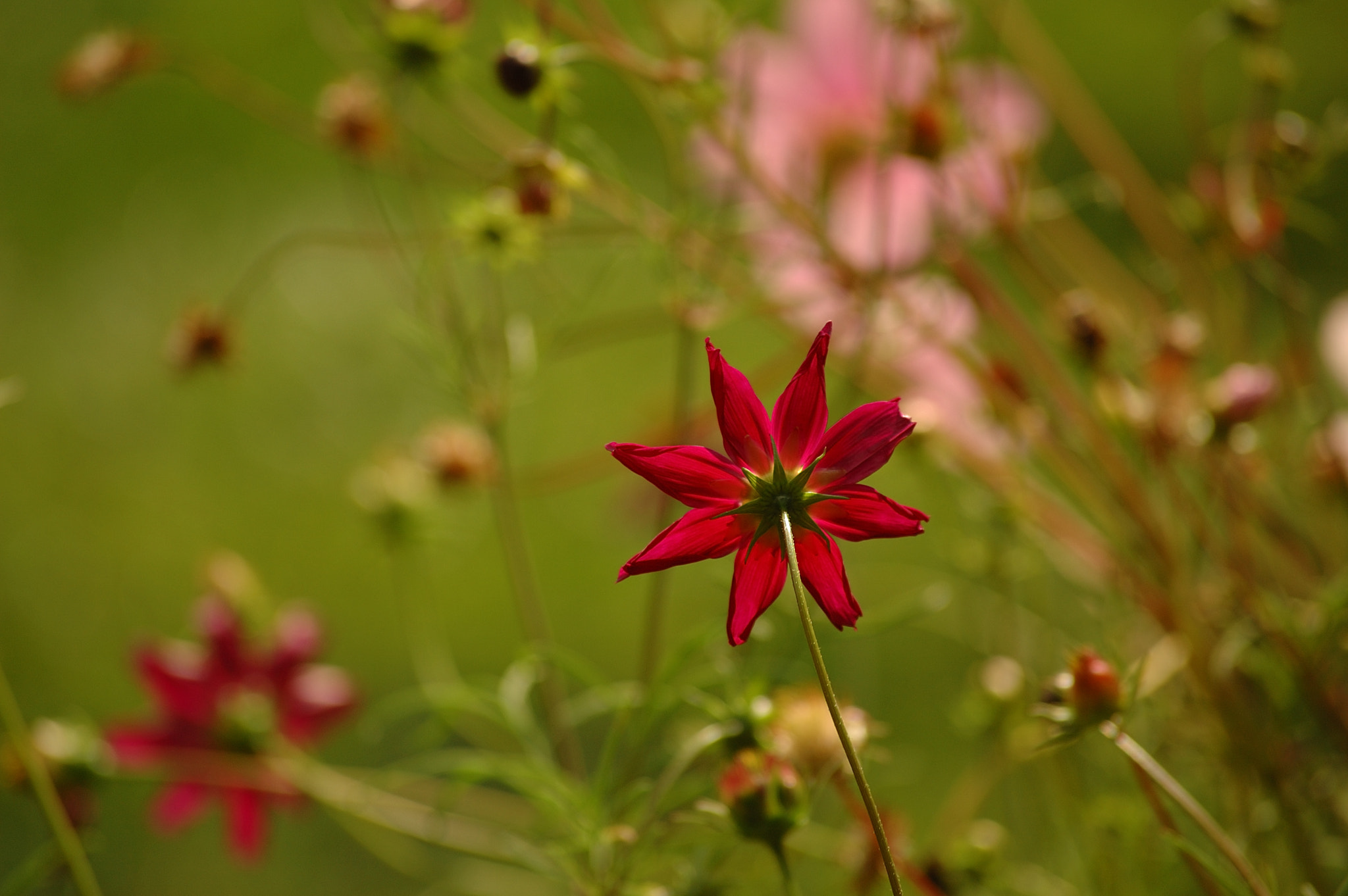 Nikon D70s sample photo. Flowers in the garden photography