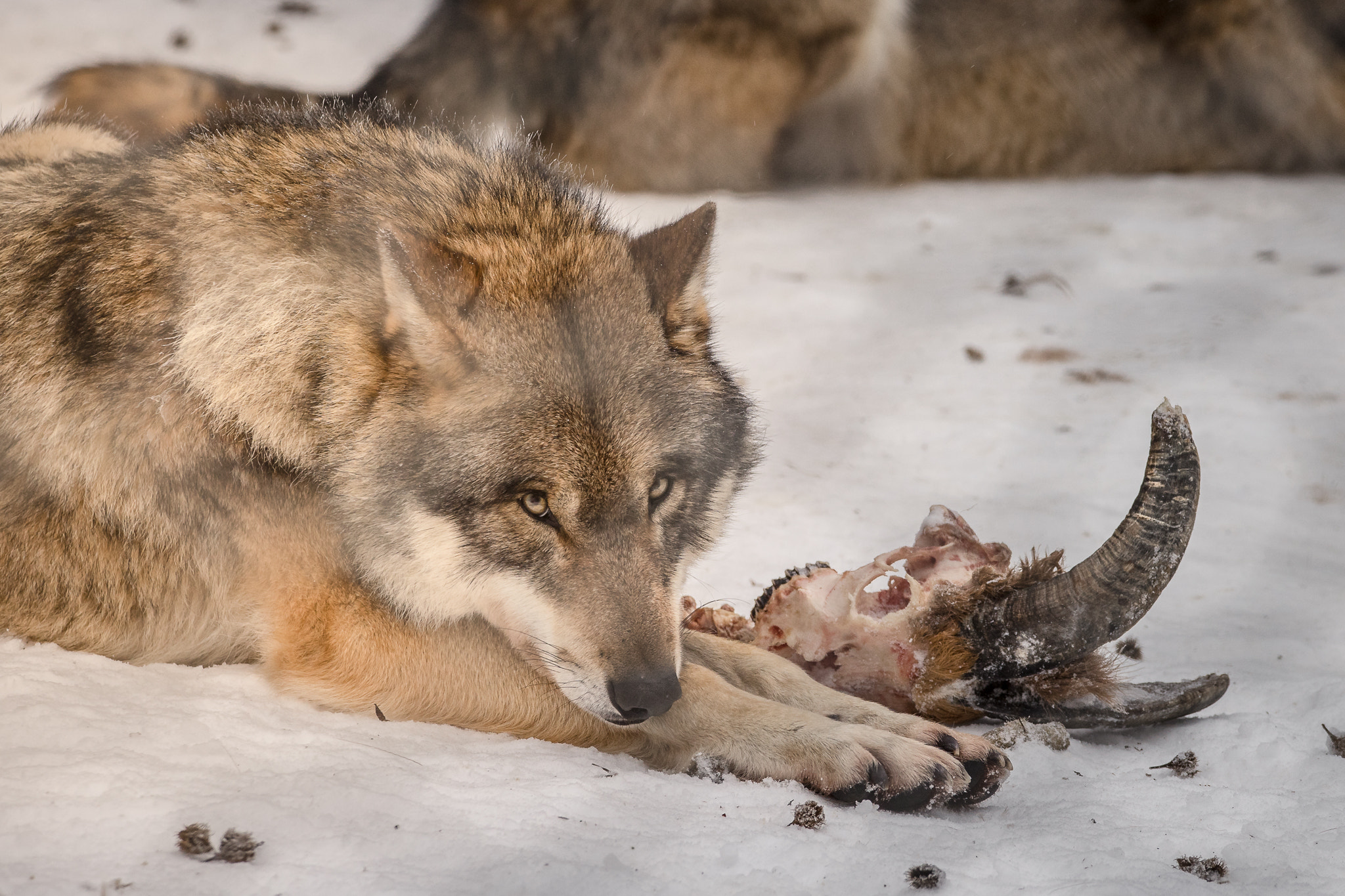 150-600mm F5-6.2 OSS sample photo. -welcome predator- photography