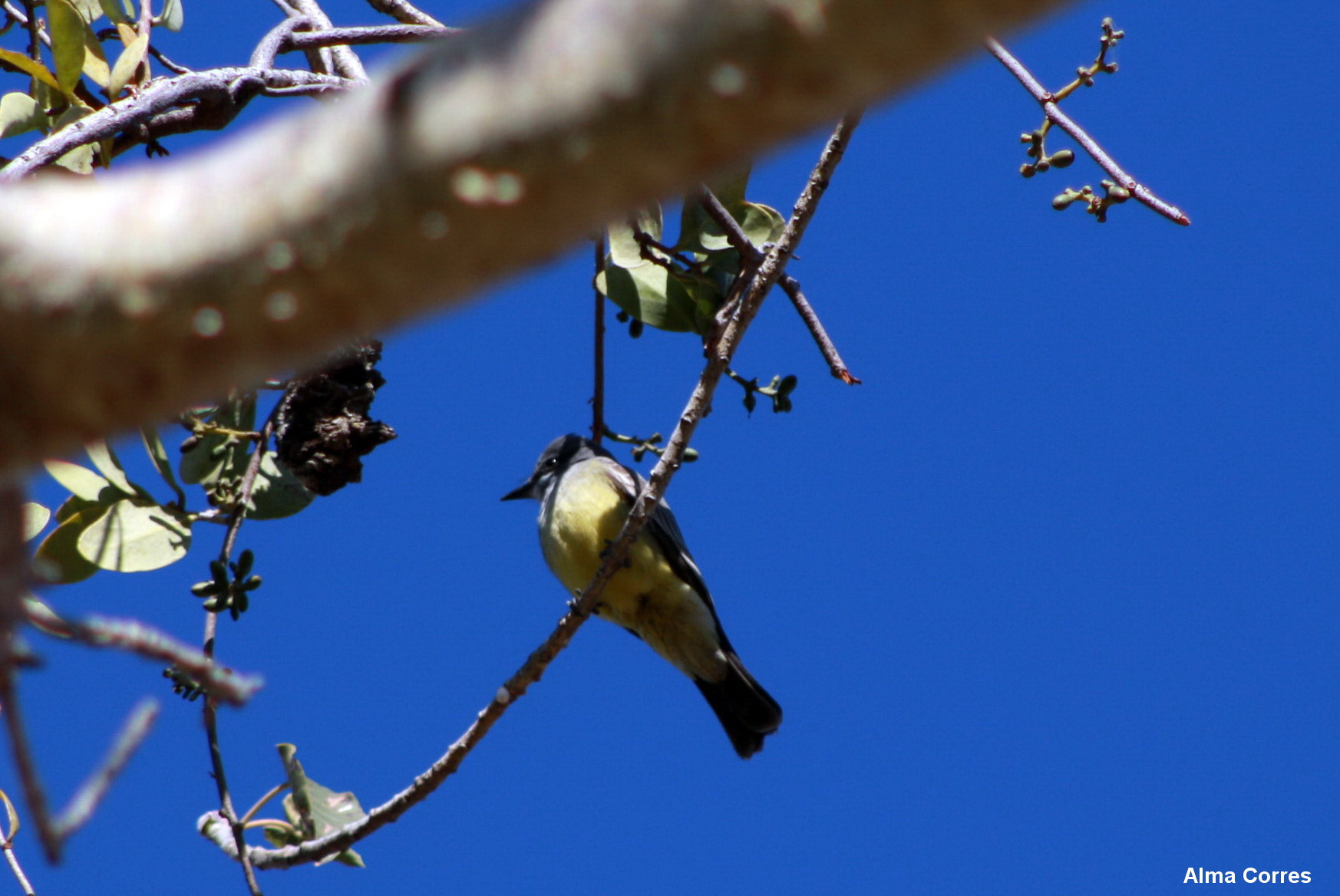 Canon EF 75-300mm f/4-5.6 USM sample photo. Another yellow bird in my tree photography