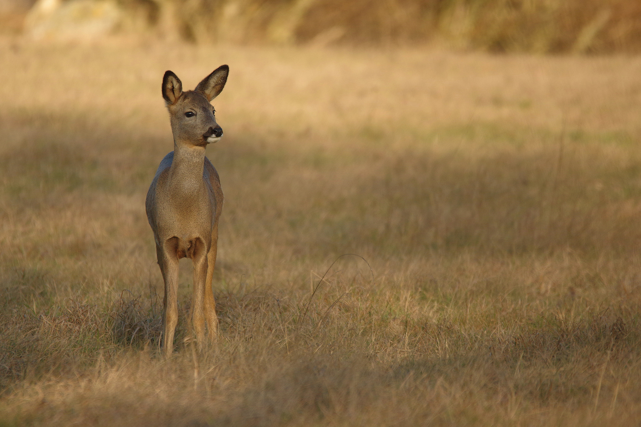 Sigma 120-400mm F4.5-5.6 DG OS HSM sample photo. Chevreuil photography