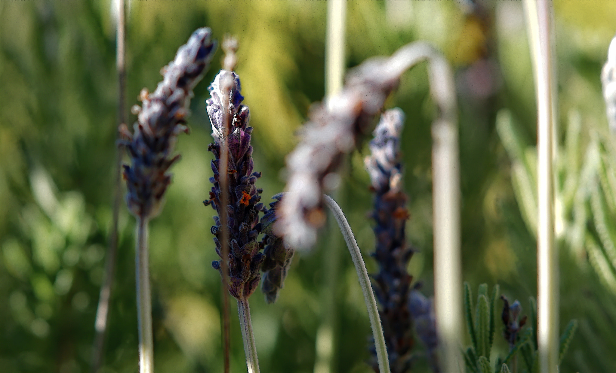 Sony Sonnar T* 135mm F1.8 ZA sample photo. Lavande photography