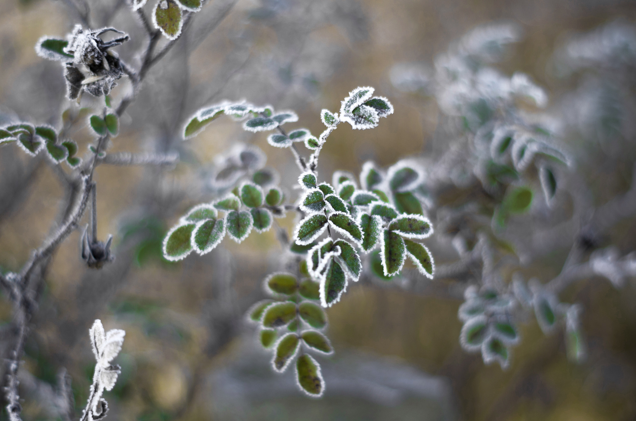 Pentax K-500 sample photo. Early morning photography