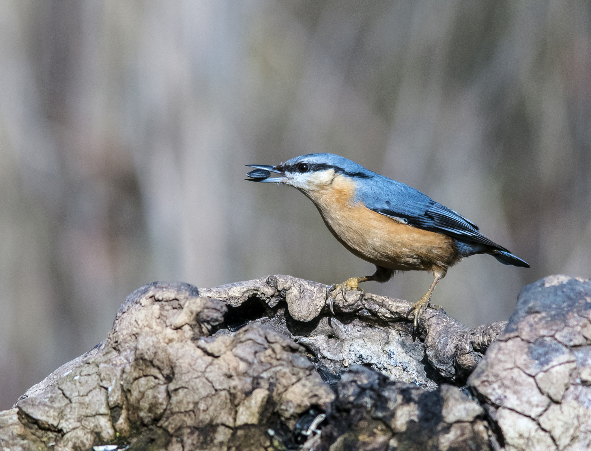 Sigma 70-200mm F2.8 EX DG Macro HSM II sample photo. Picchio muratore photography