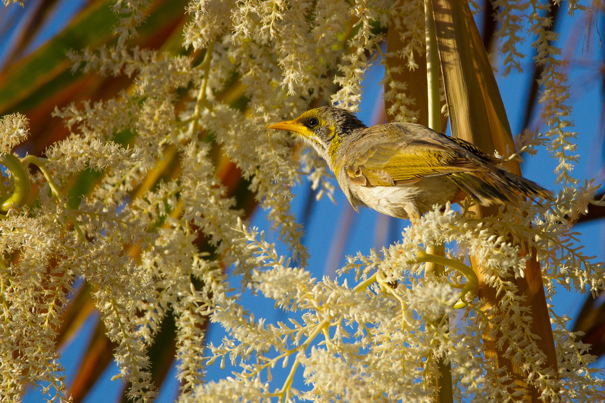 150-600mm F5-6.3 DG OS HSM | Contemporary 015 sample photo. Australia - coral bay - yellow throated miner photography