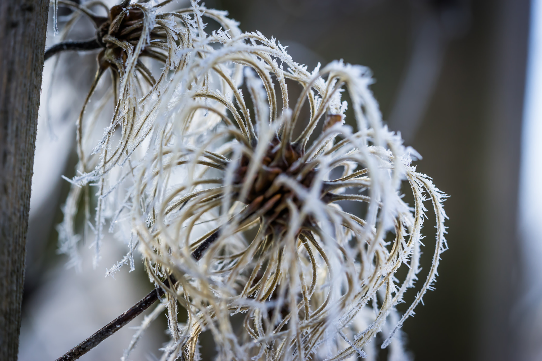 Sony a7 + Sony FE 90mm F2.8 Macro G OSS sample photo. Winter motiv 2 photography