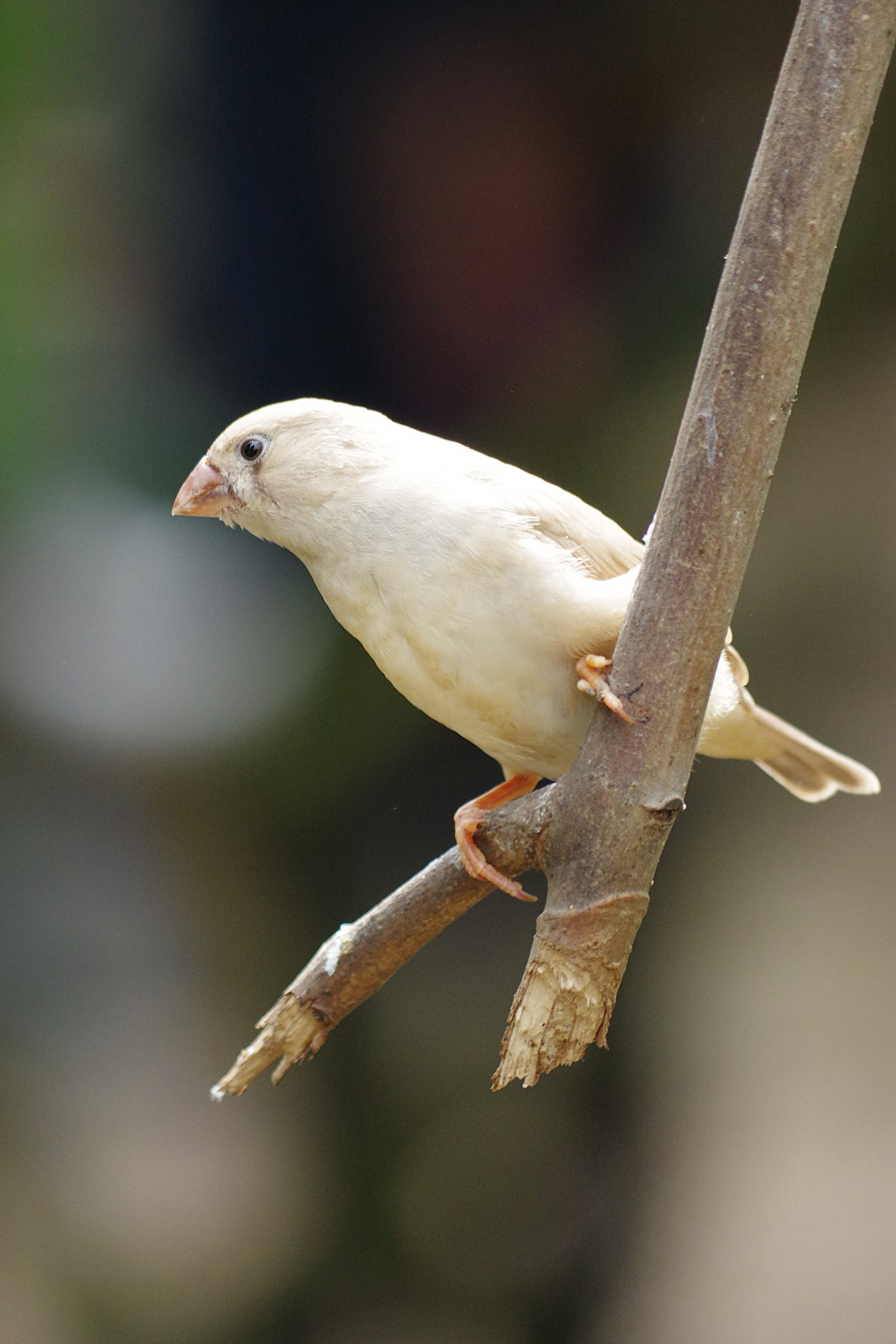 Pentax K-3 sample photo. Yellow bird photography