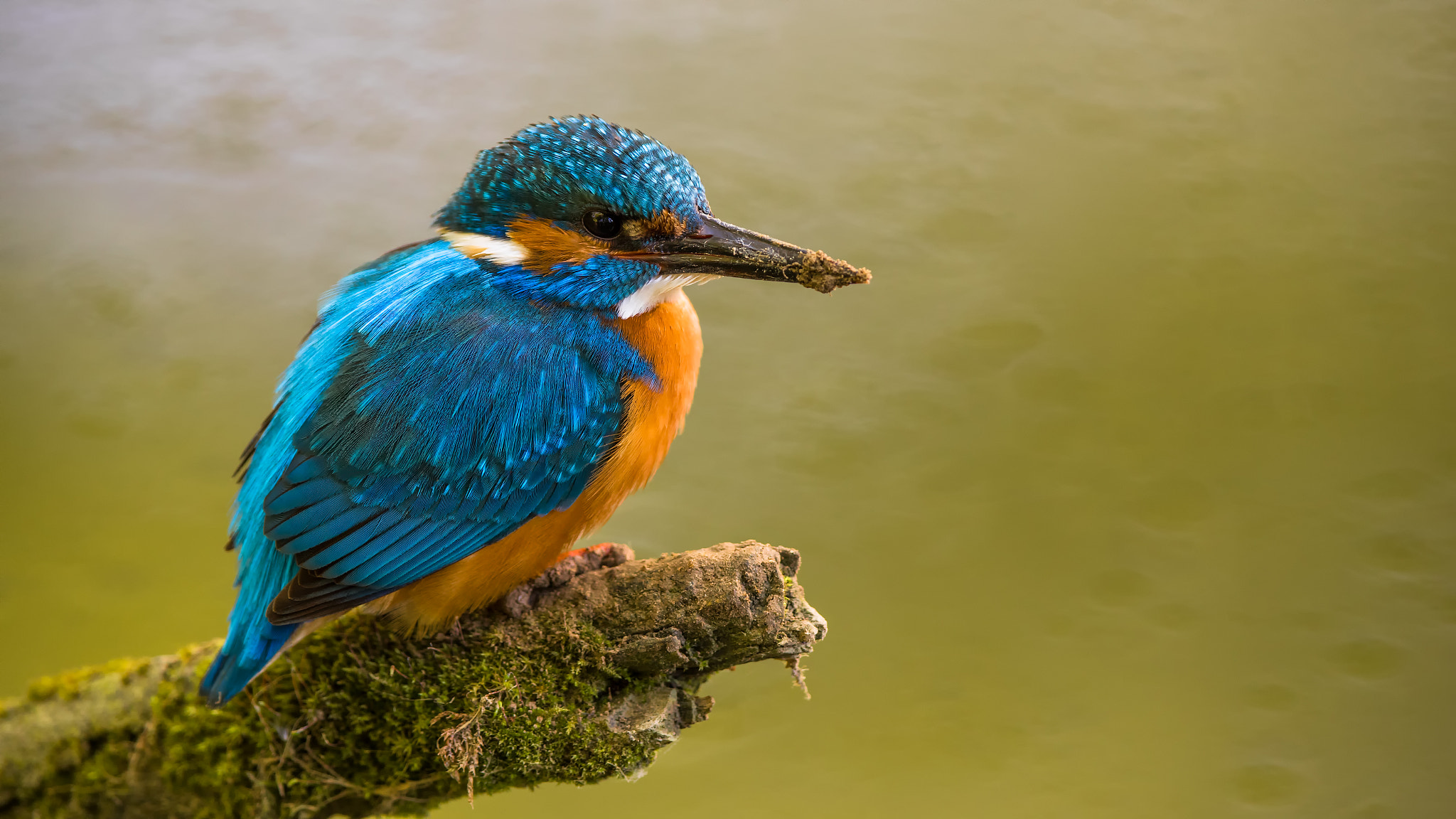 Canon EF 400mm F2.8L IS II USM sample photo. Martin pescatore  photography