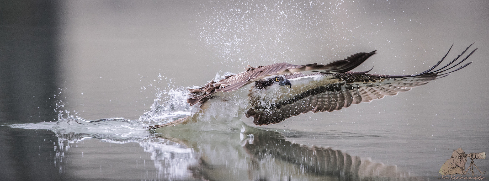 Canon EF 600mm F4L IS II USM sample photo. Neo photography