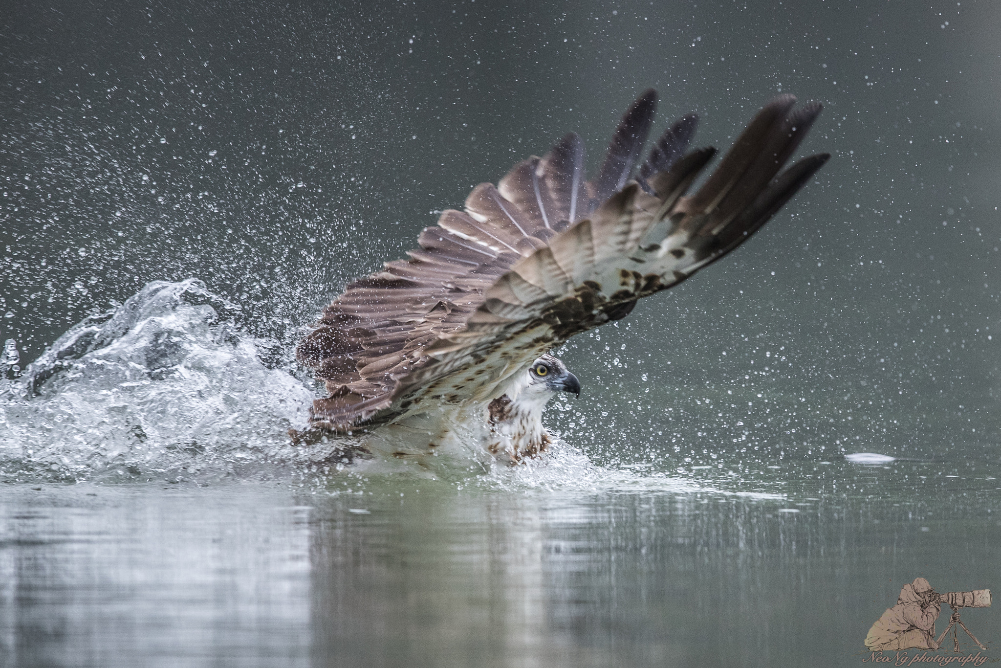 Canon EF 600mm F4L IS II USM sample photo. Neo photography