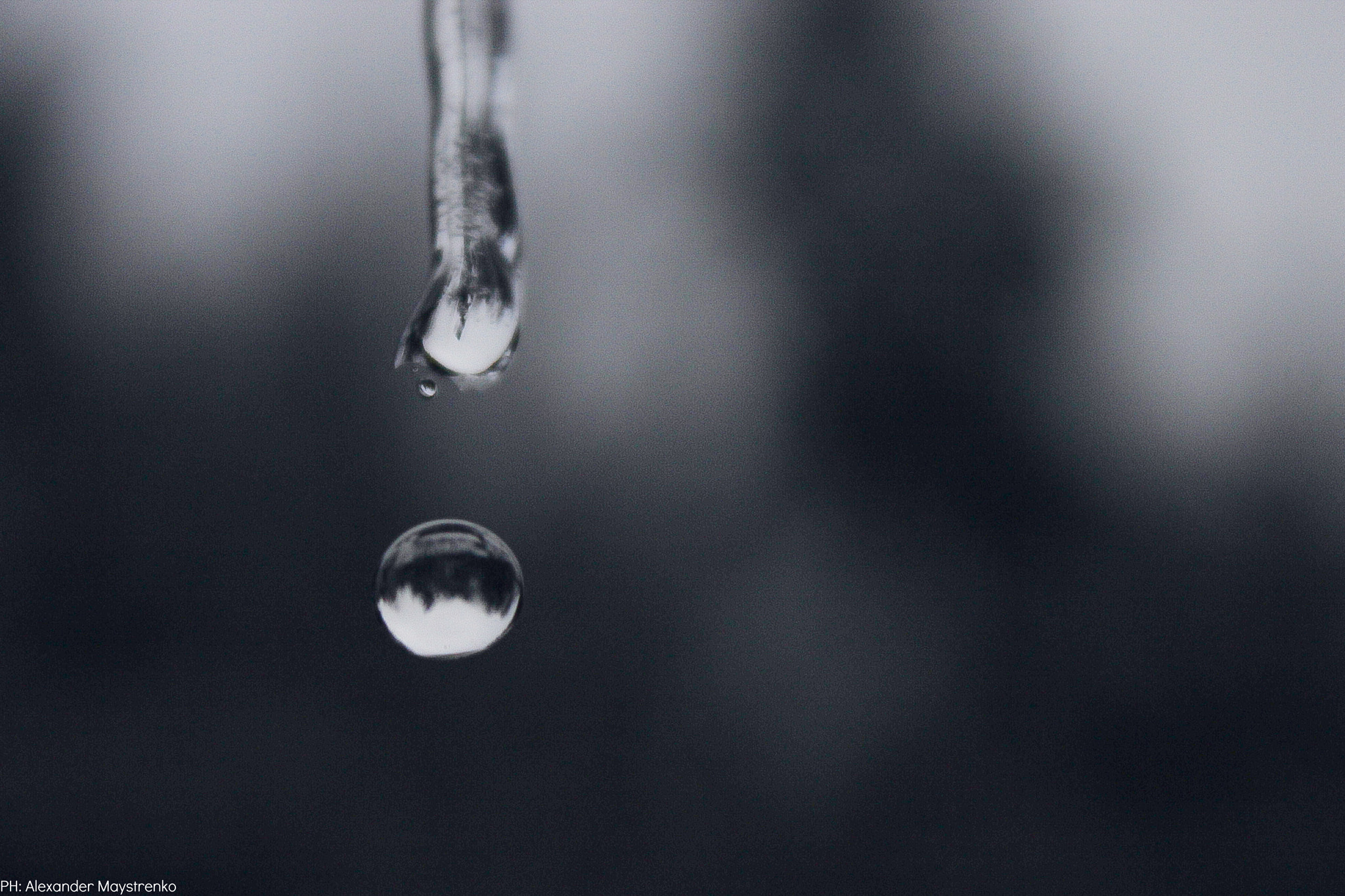 Canon EF-S 18-55mm F3.5-5.6 IS sample photo. Forest in a drop photography