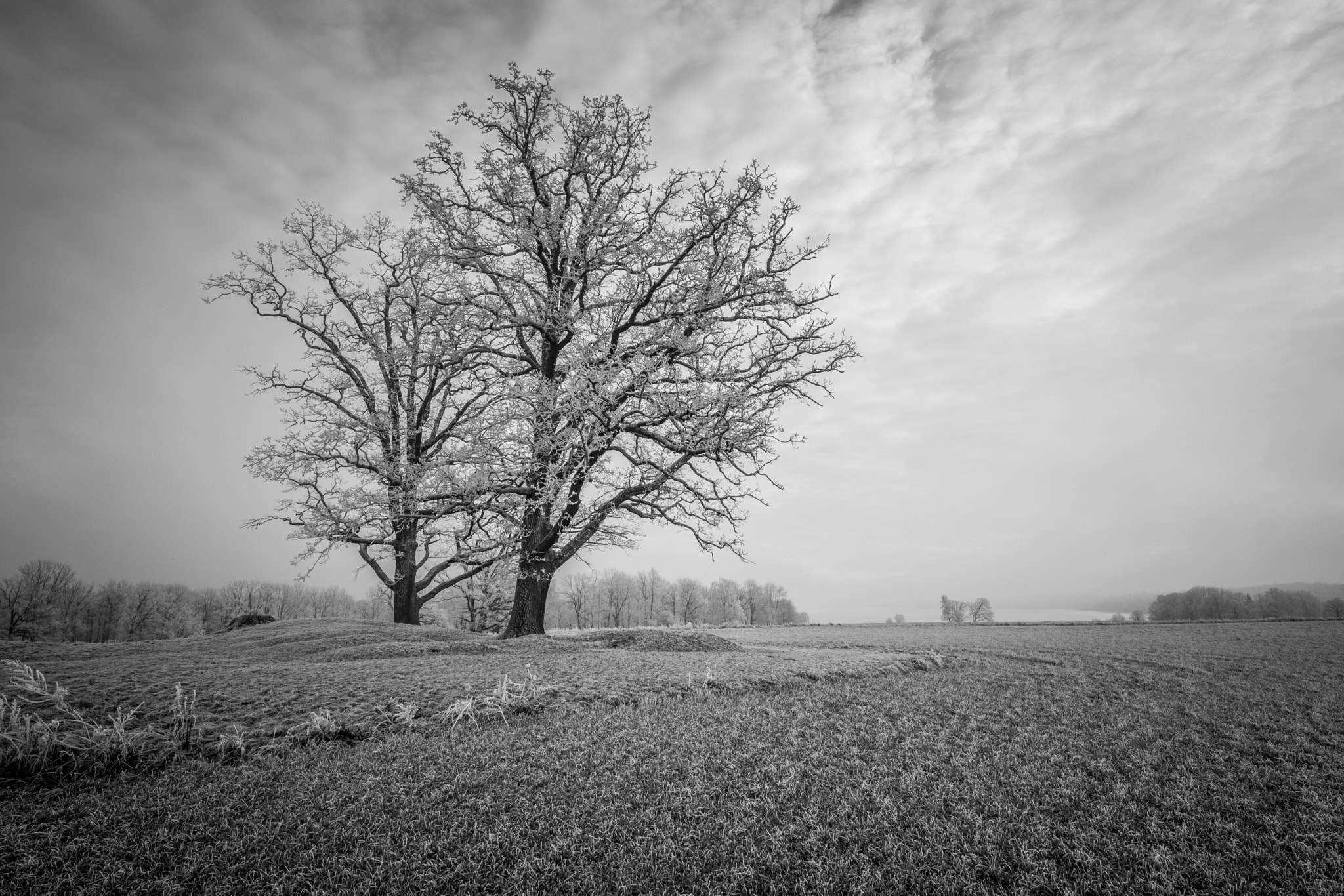 Fujifilm X-Pro2 + ZEISS Touit 12mm F2.8 sample photo. Pts photography