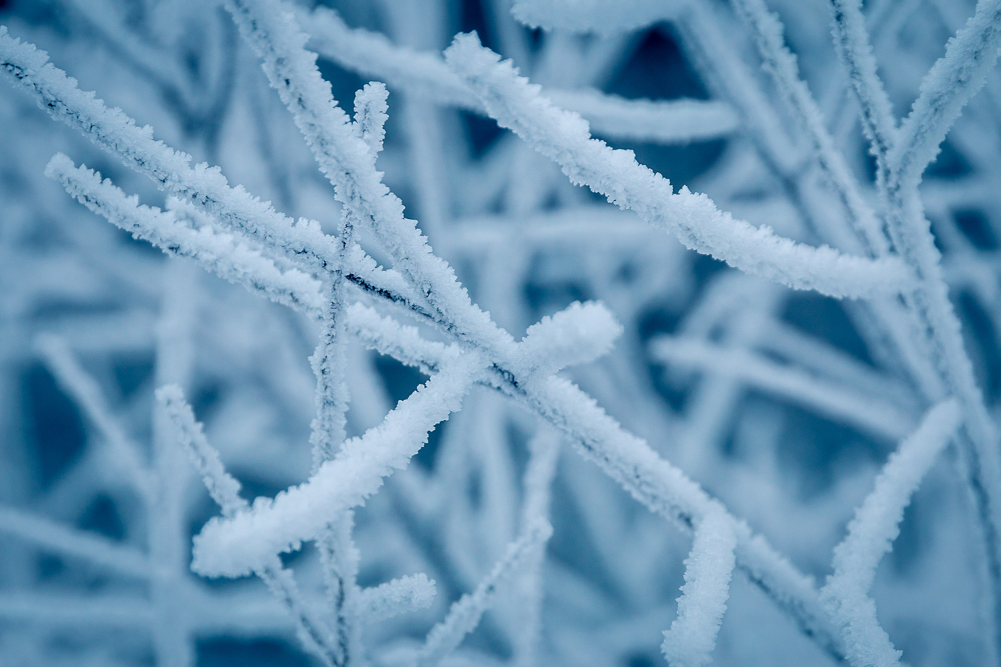 Sigma 24-105mm f/4 DG OS HSM | A sample photo. Winterfrost photography