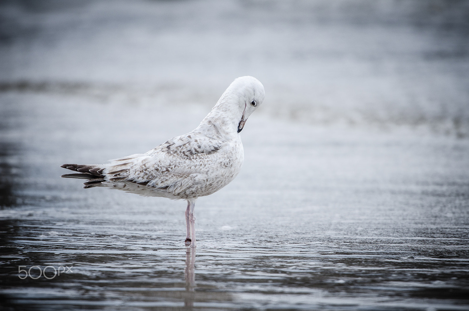 Nikon AF-S Nikkor 70-200mm F2.8G ED VR II sample photo. Seagull photography