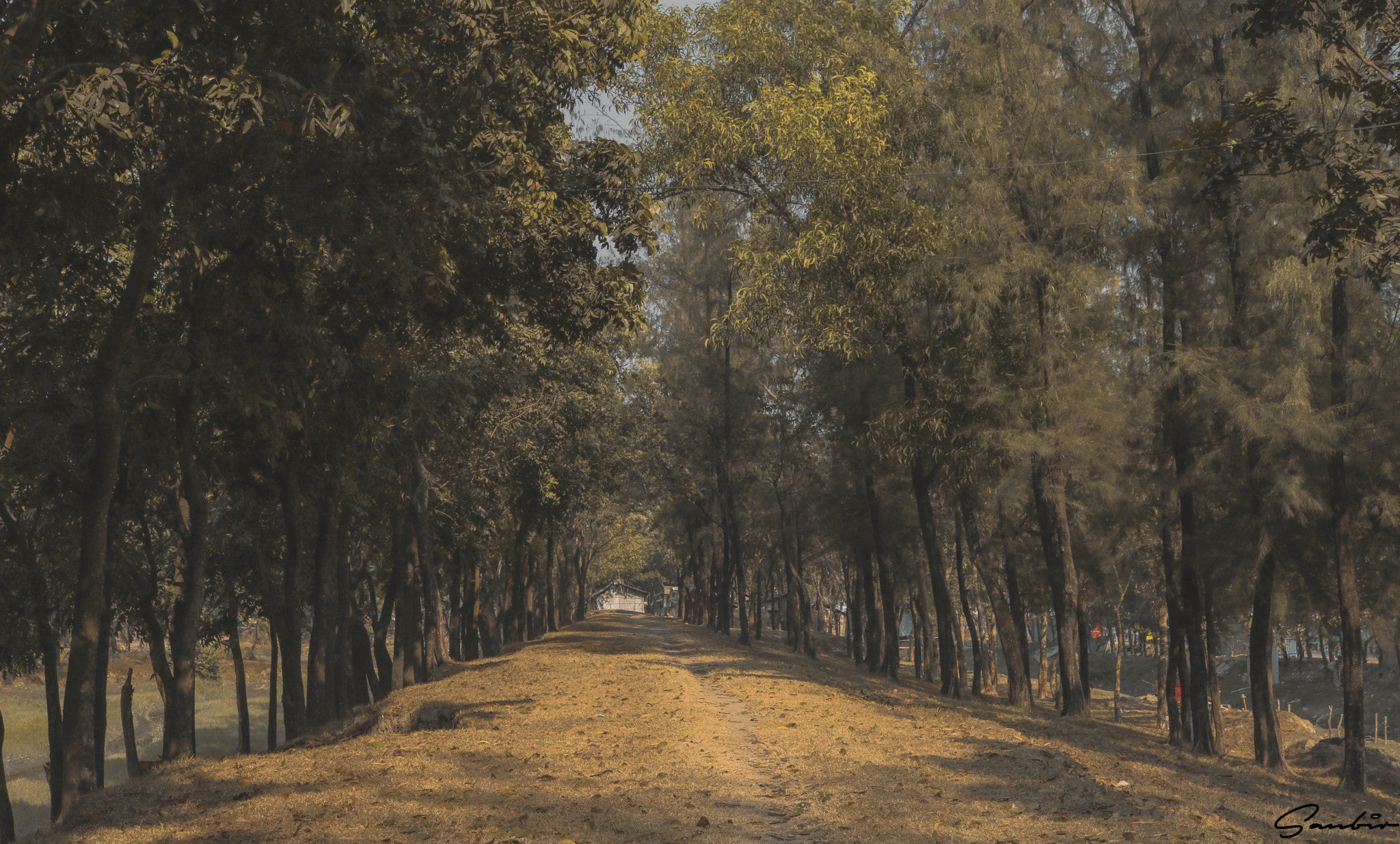 Canon EOS 760D (EOS Rebel T6s / EOS 8000D) sample photo. Foggy photography