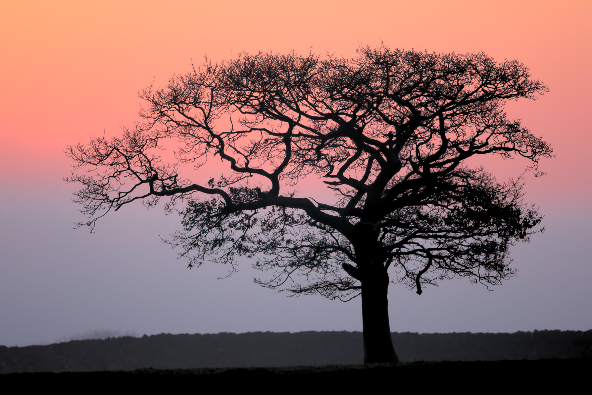 Canon EOS 7D Mark II + Canon EF 300mm F2.8L IS USM sample photo. Tree, misty dawn photography