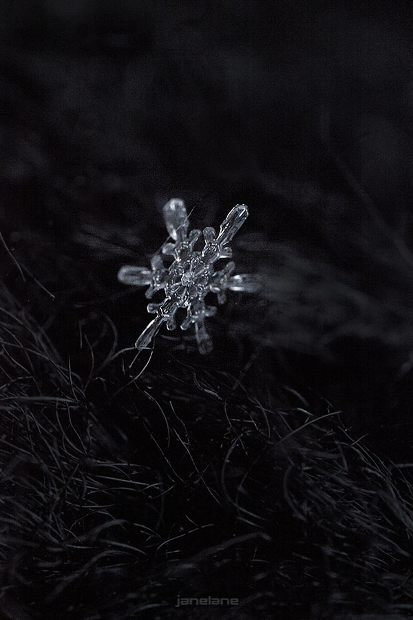 Canon MP-E 65mm F2.5 1-5x Macro Photo sample photo. . photography