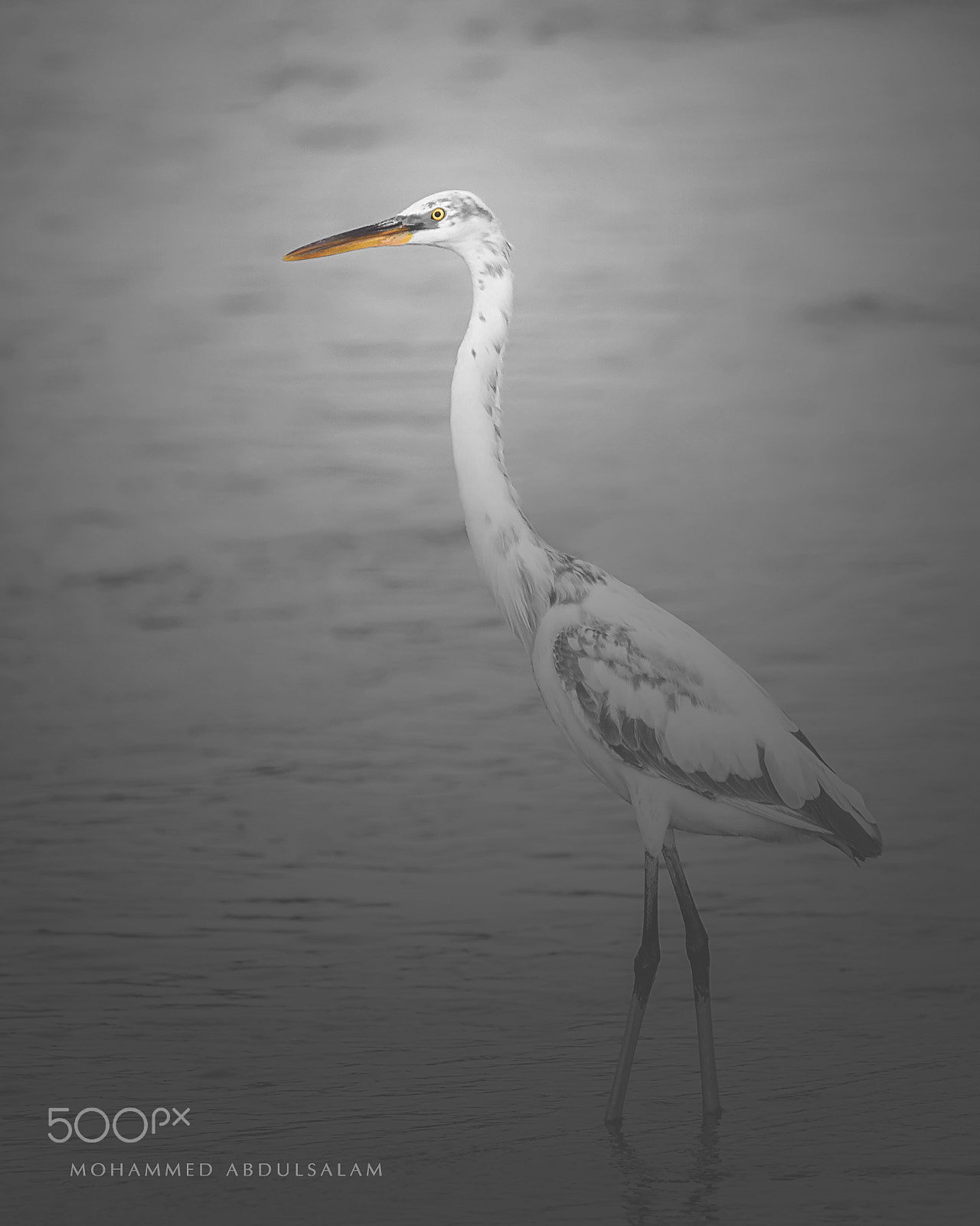 Nikon D610 + Sigma 50mm F2.8 EX DG Macro sample photo. Bird photography