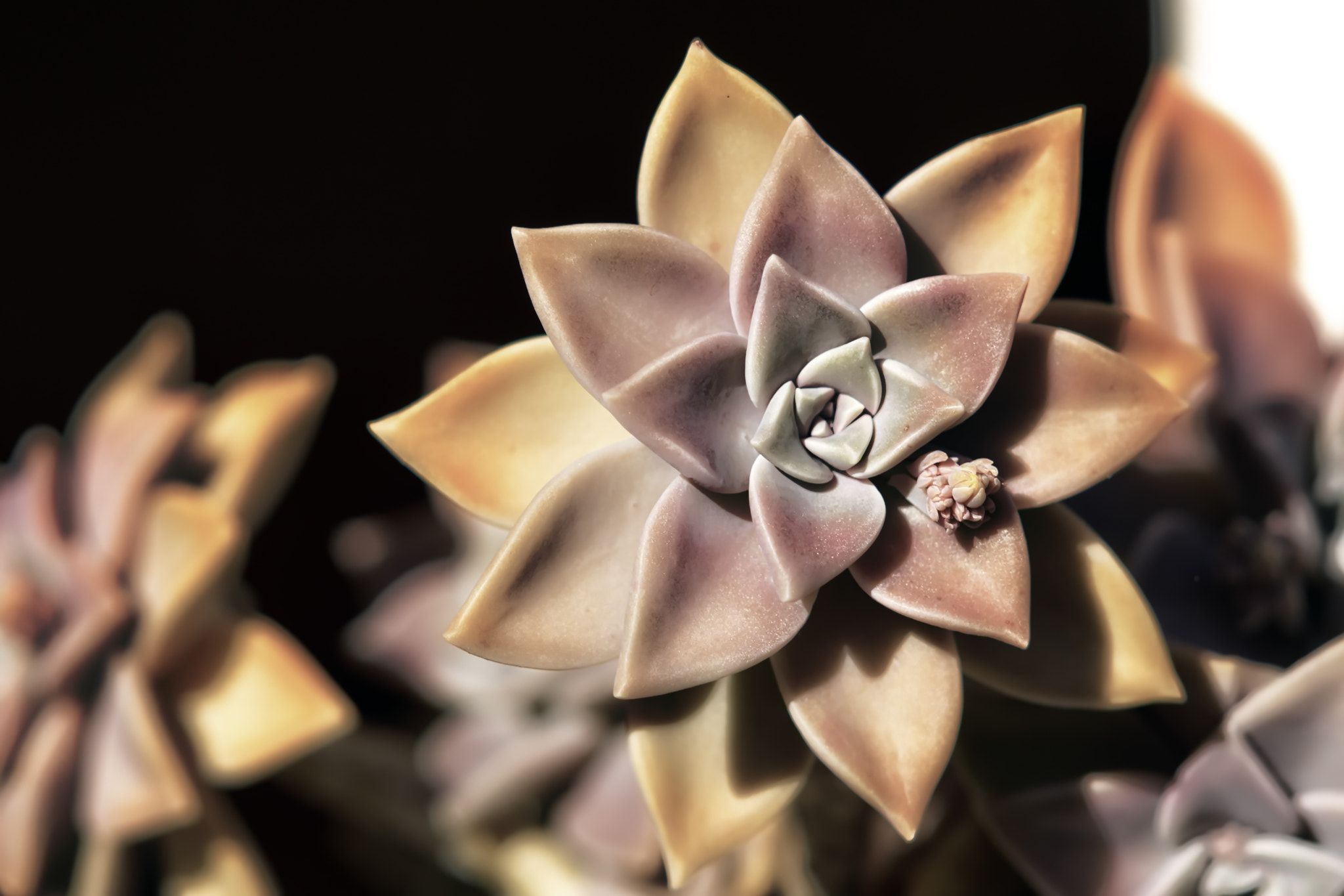 Sony Sonnar T* 135mm F1.8 ZA sample photo. More fractal photography