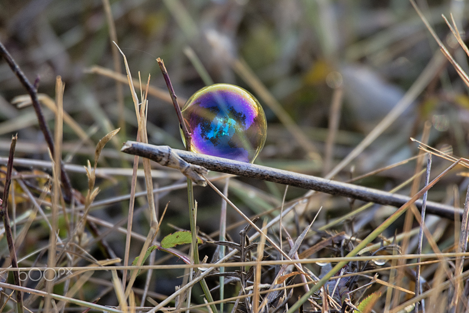 Sigma 50-500mm F4.5-6.3 DG OS HSM sample photo. Bola photography