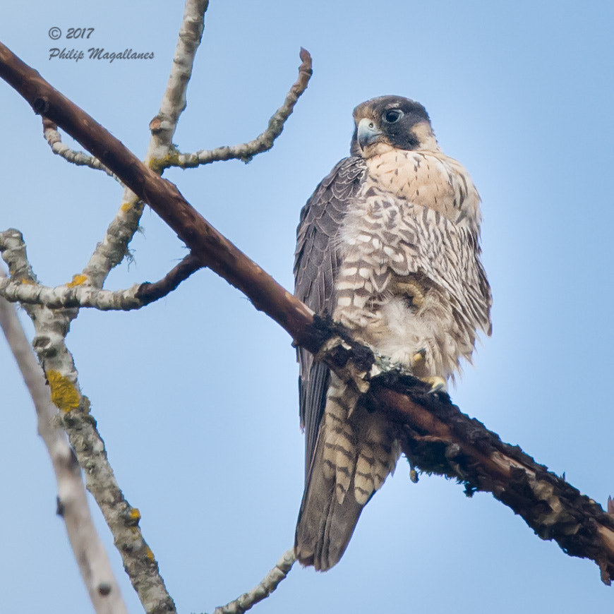 Nikon Nikkor AF-S 300mm F4E PF ED VR sample photo. Peregrine falcon juvenile photography